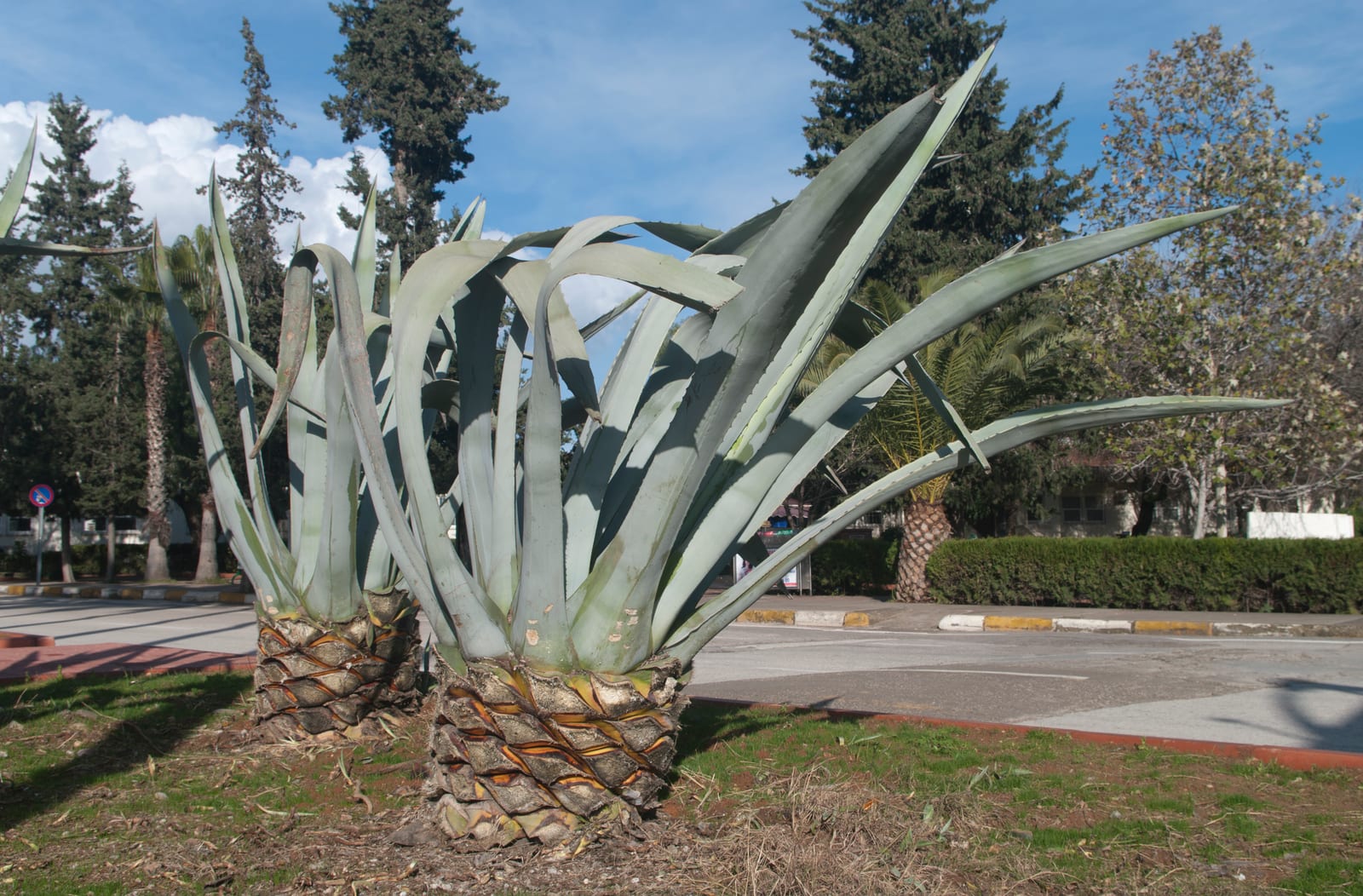 Agave thumbnail 2