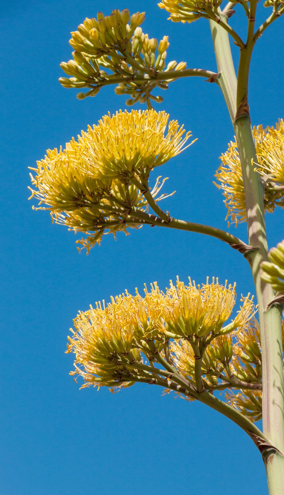Agave thumbnail 3