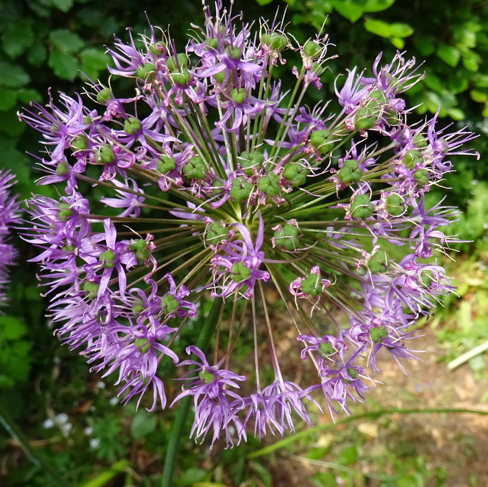 Allium (Ornamental Onion)