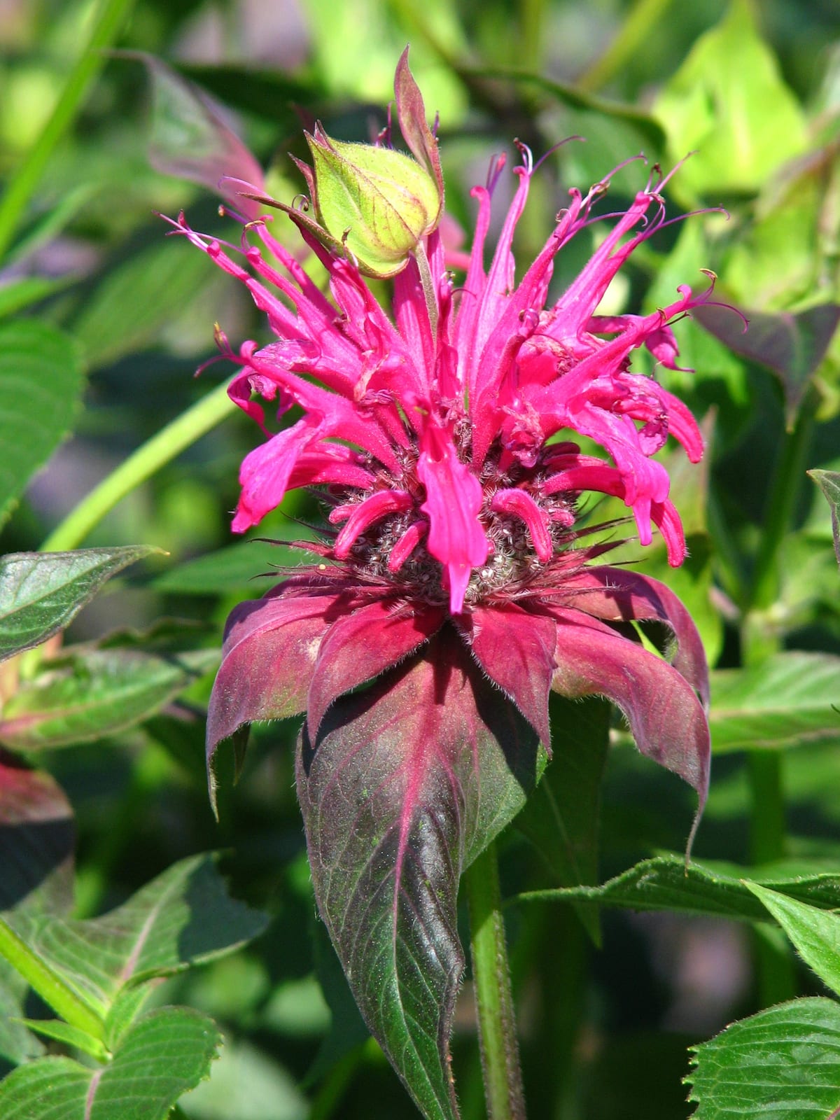 Bee Balm thumbnail 2