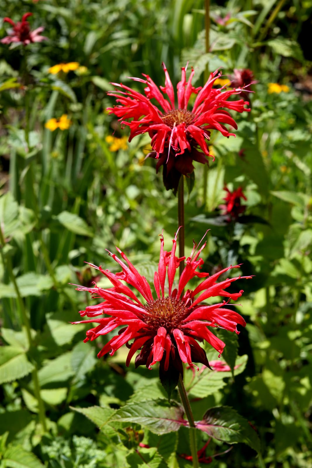 Bee Balm thumbnail 3