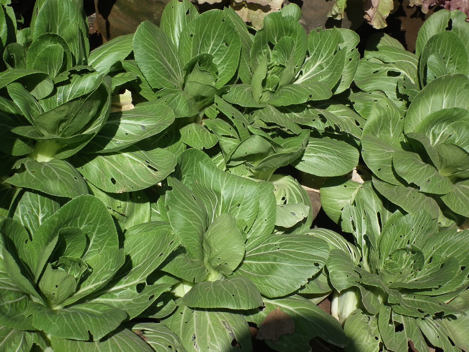 Bok Choy thumbnail 2