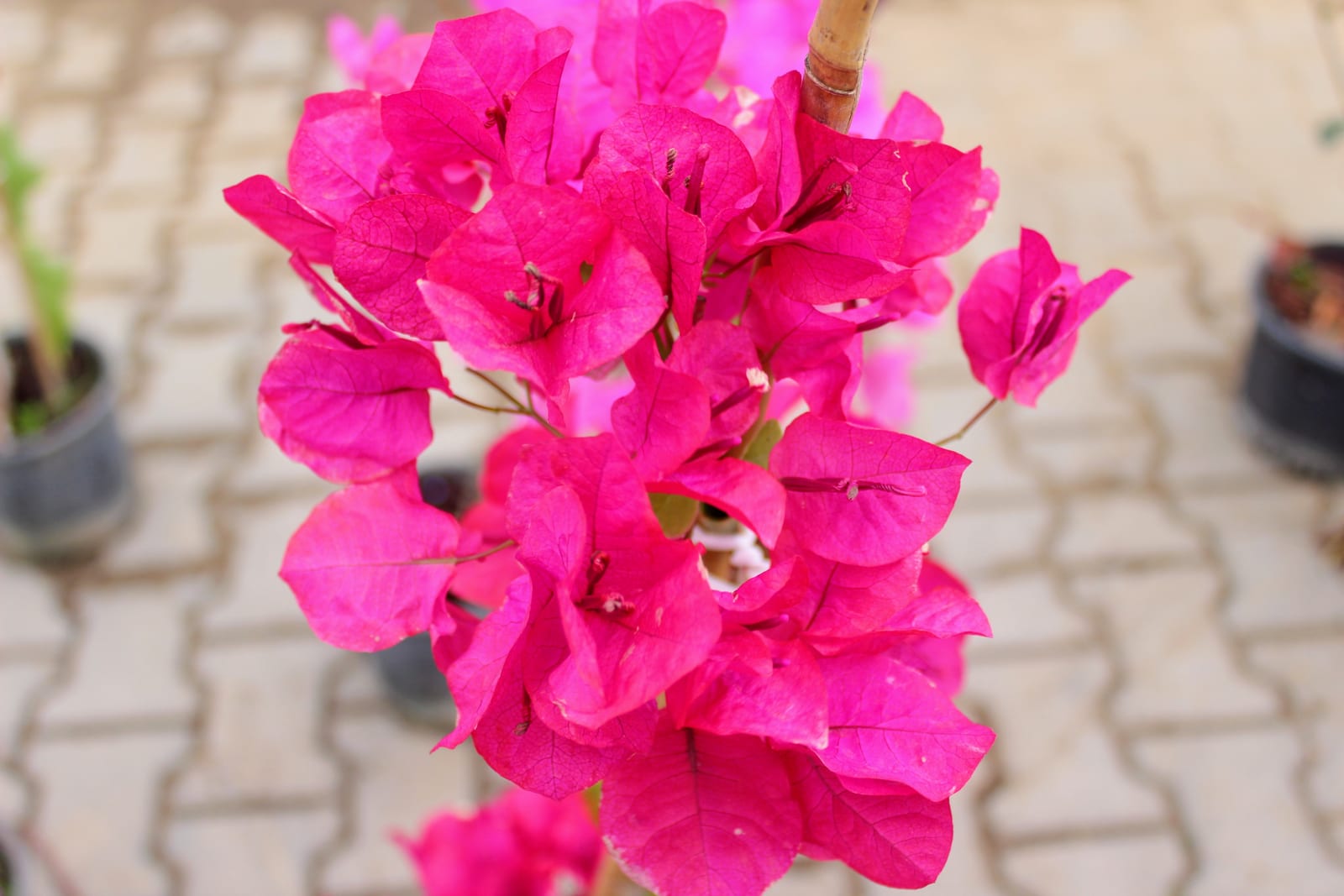 Bougainvillea thumbnail 3