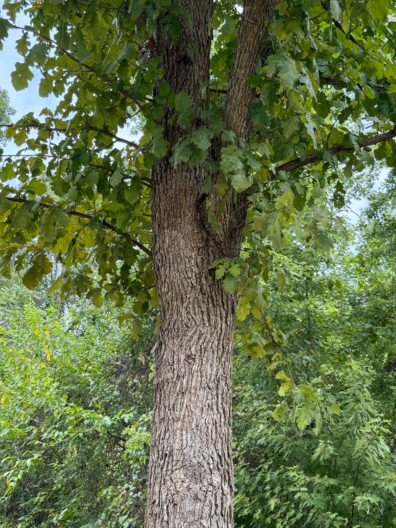 Bur Oak