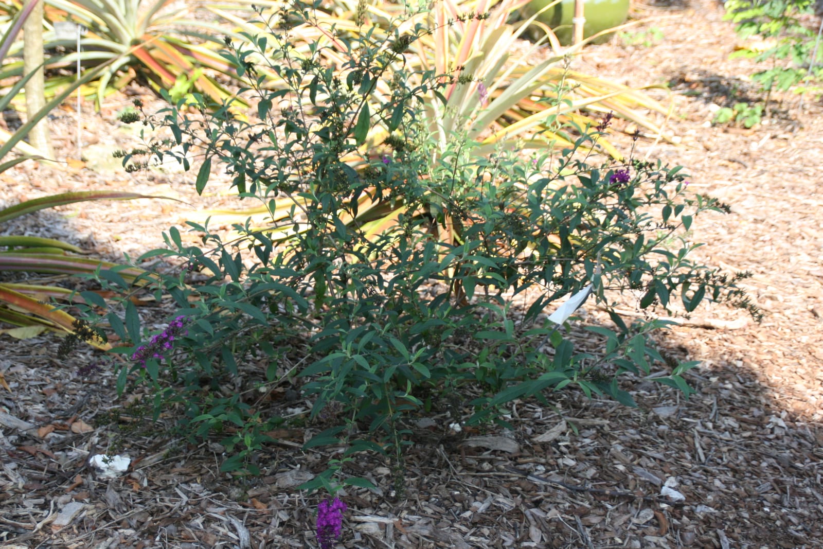 Butterfly Bush thumbnail 2