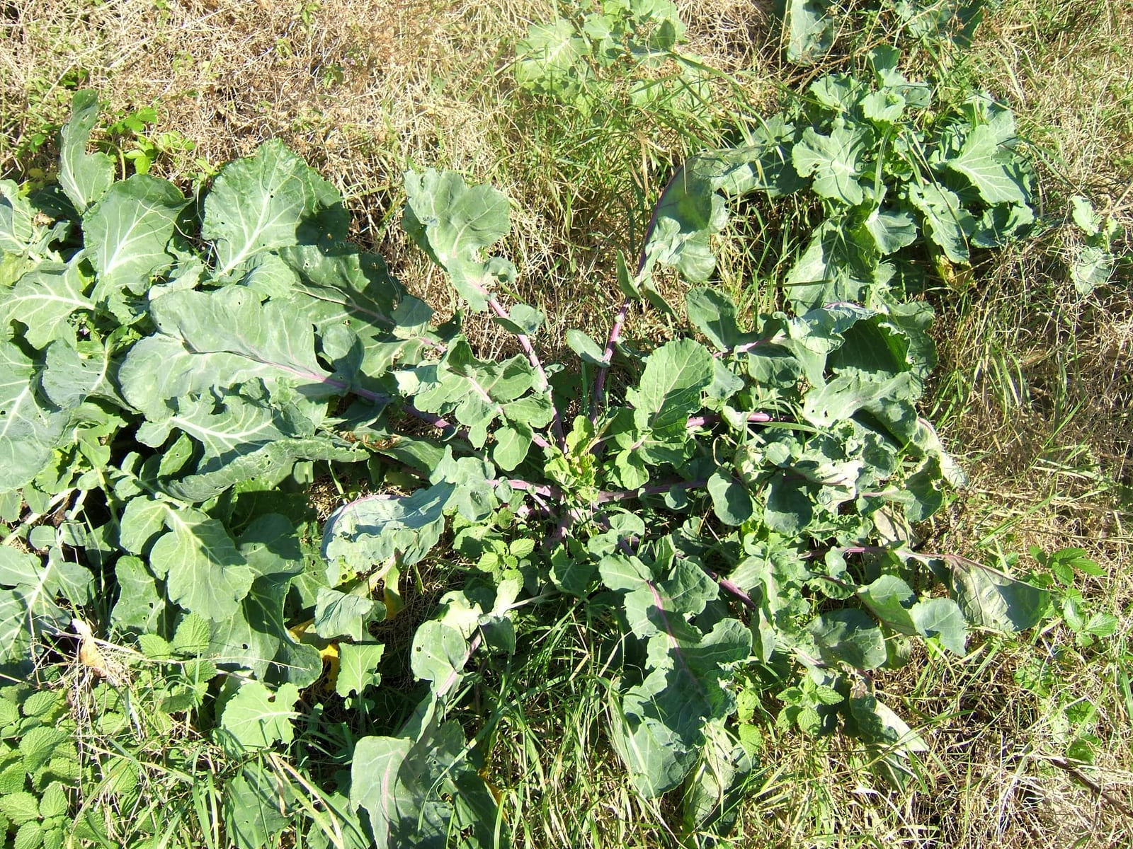 Cabbage thumbnail 3