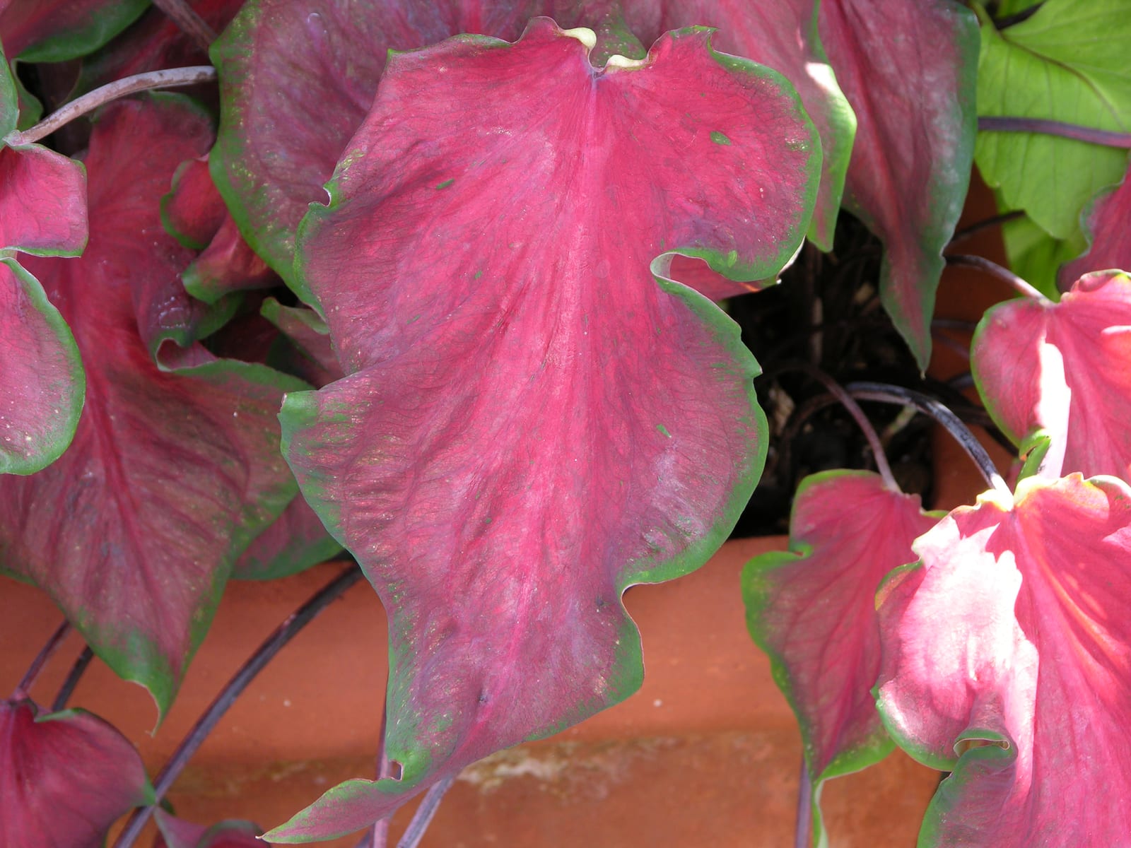 Caladium thumbnail 2