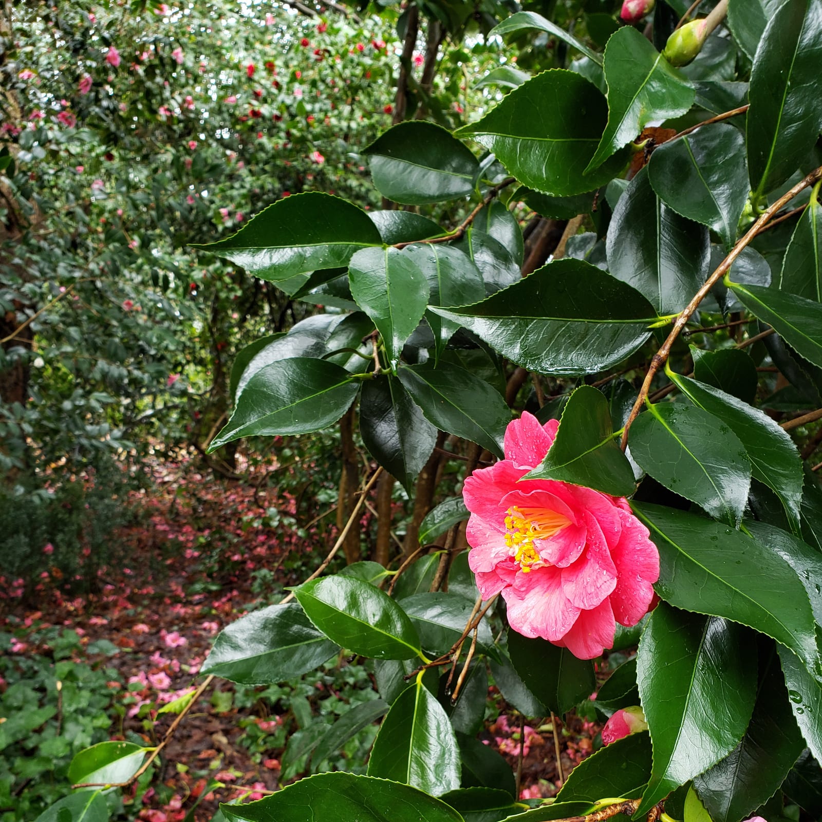 Camellia thumbnail 4