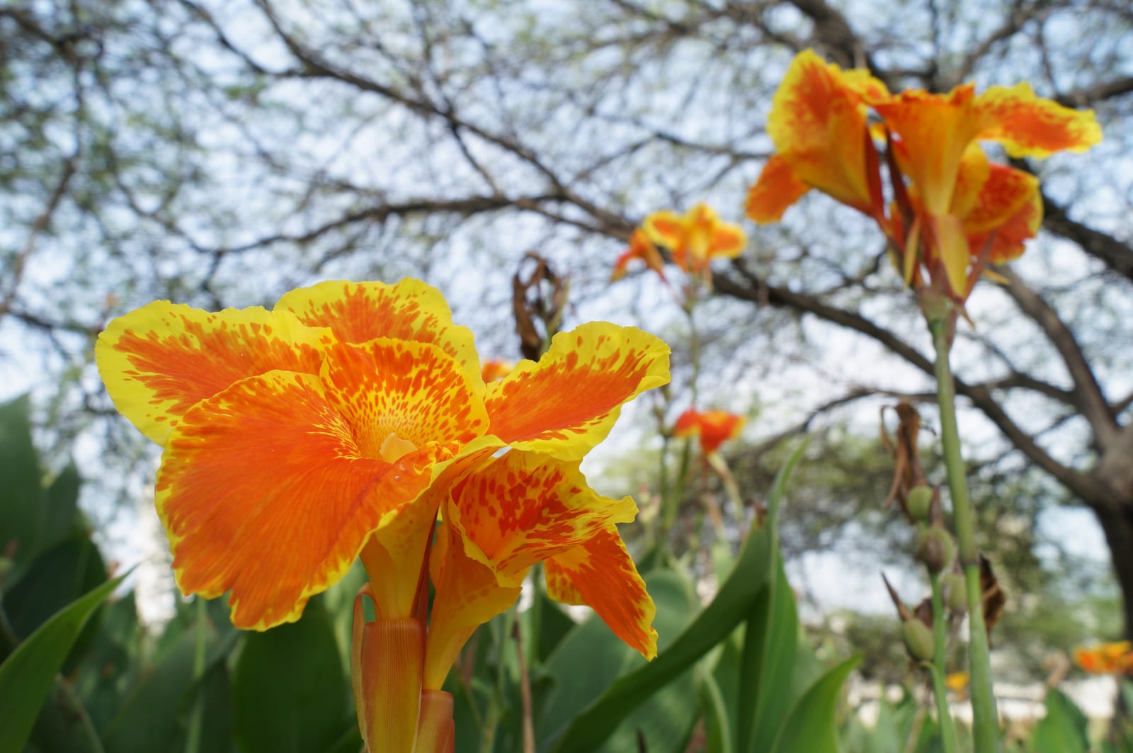 Canna Lily thumbnail 2