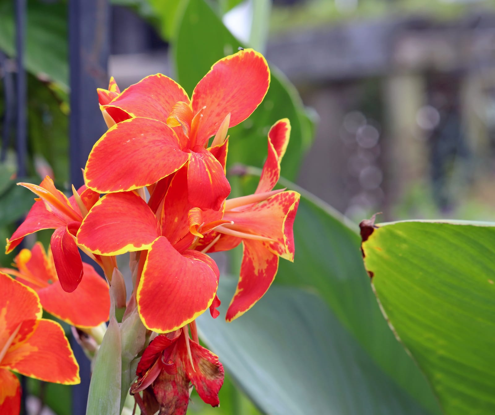 Canna Lily thumbnail 3