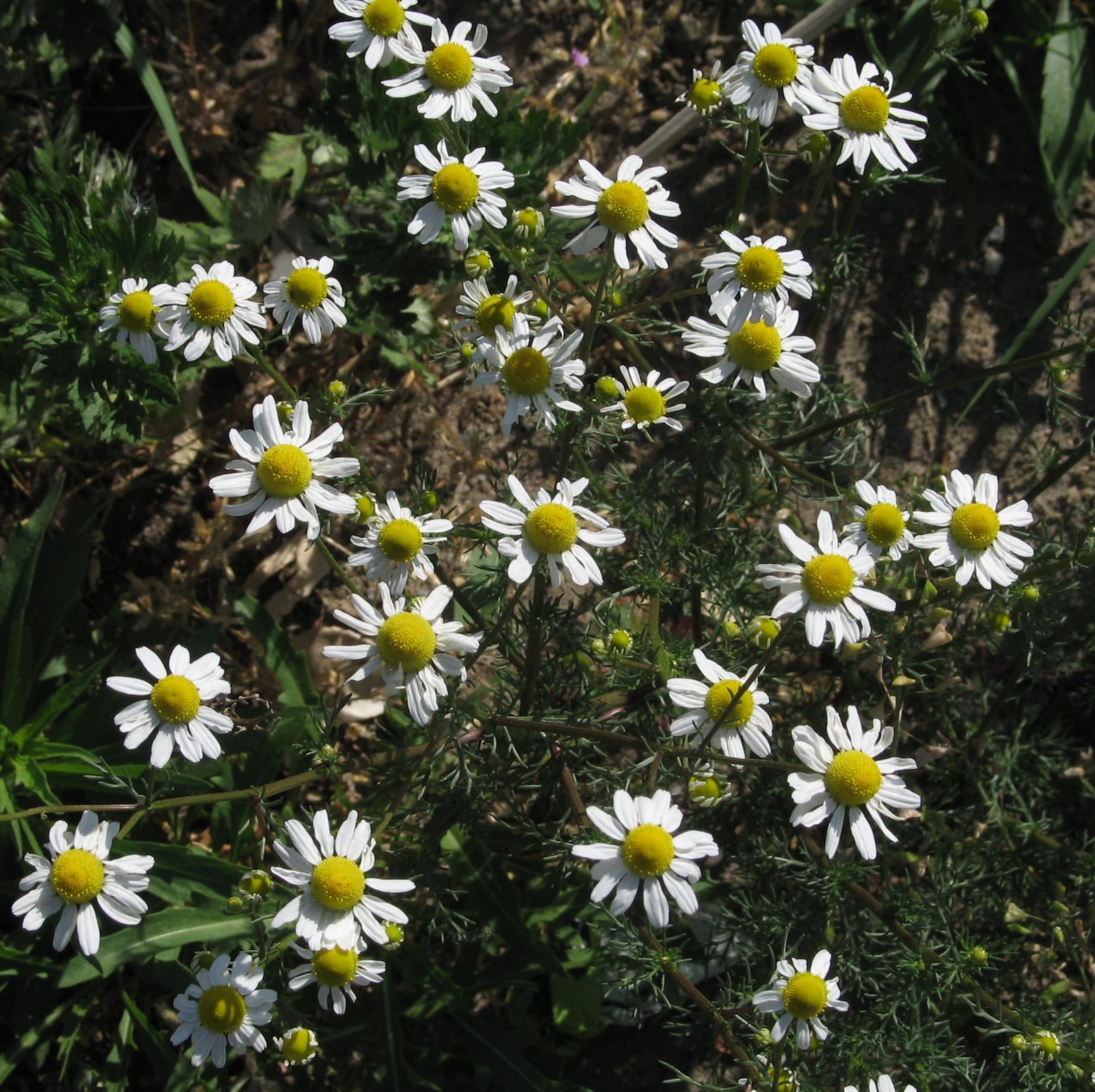 Chamomile thumbnail 2