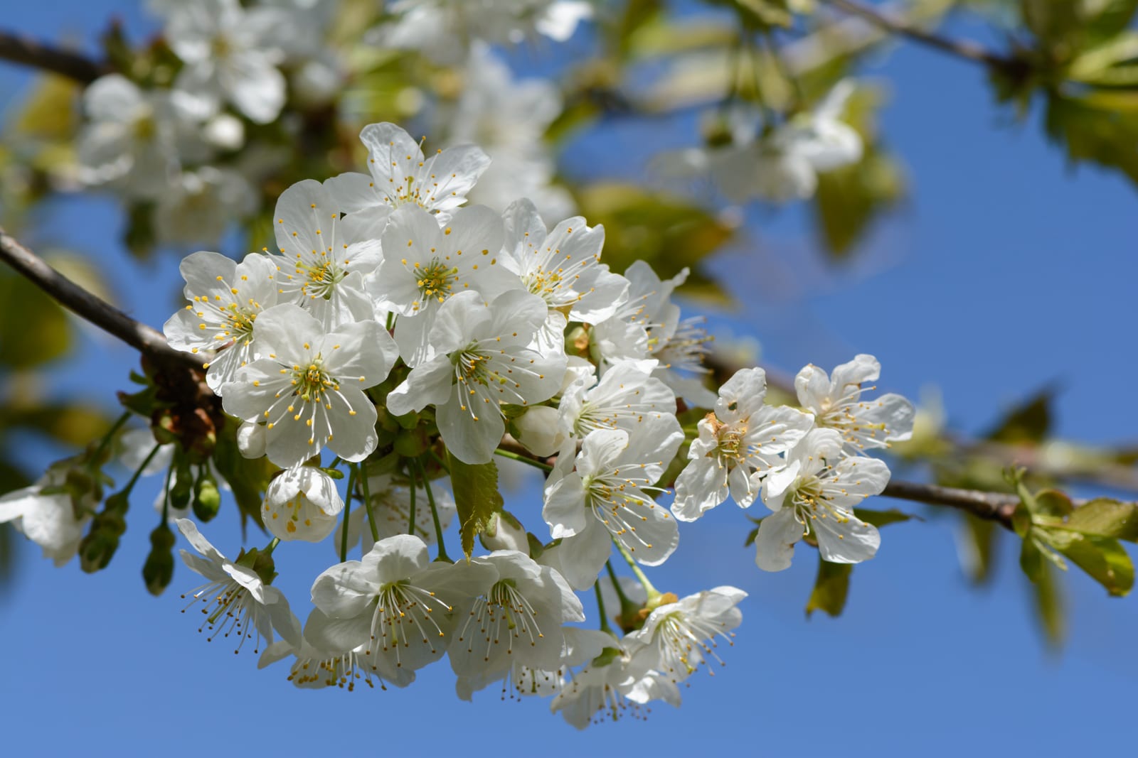 Cherry Tree thumbnail 3