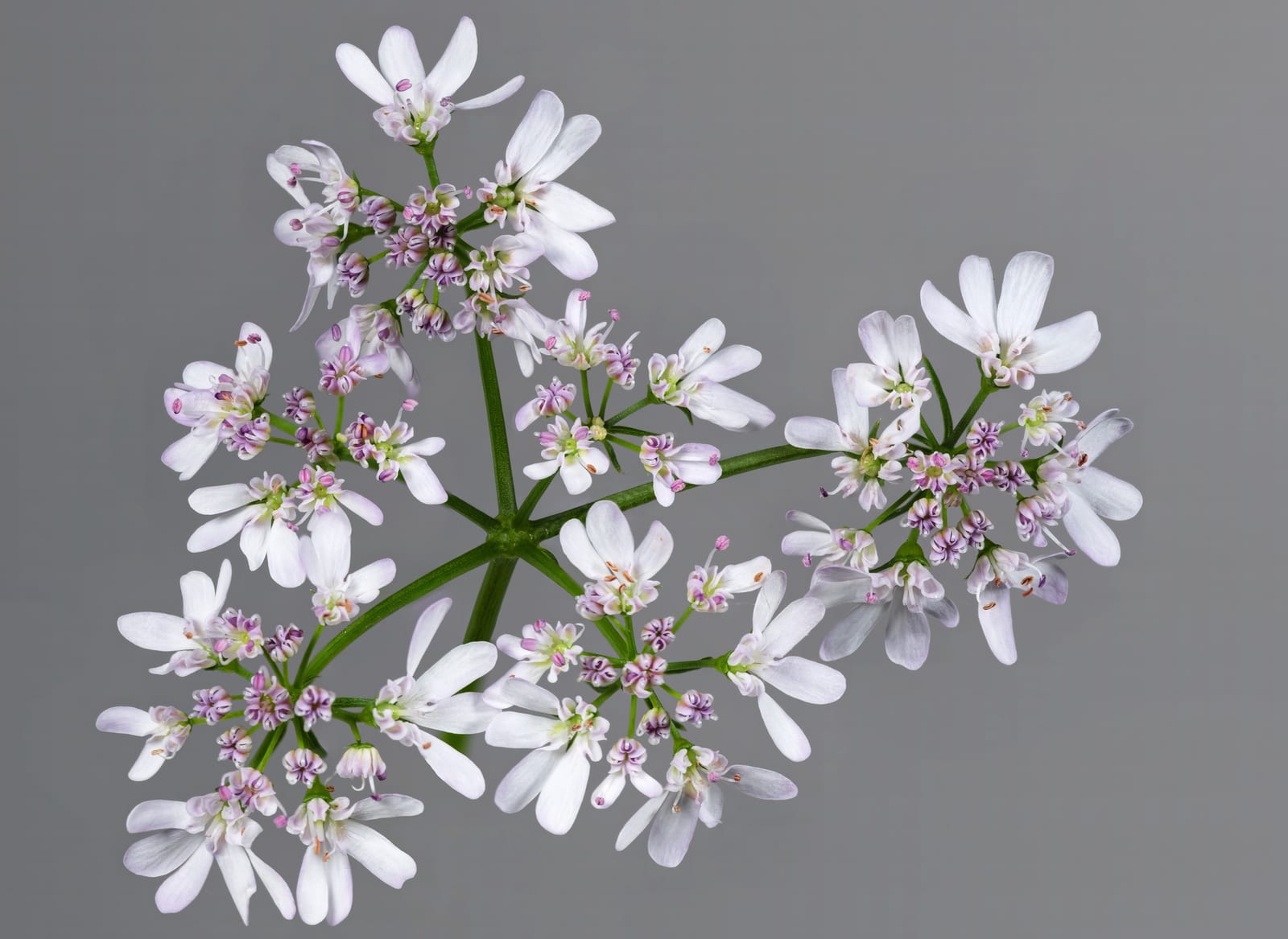 Cilantro thumbnail 3