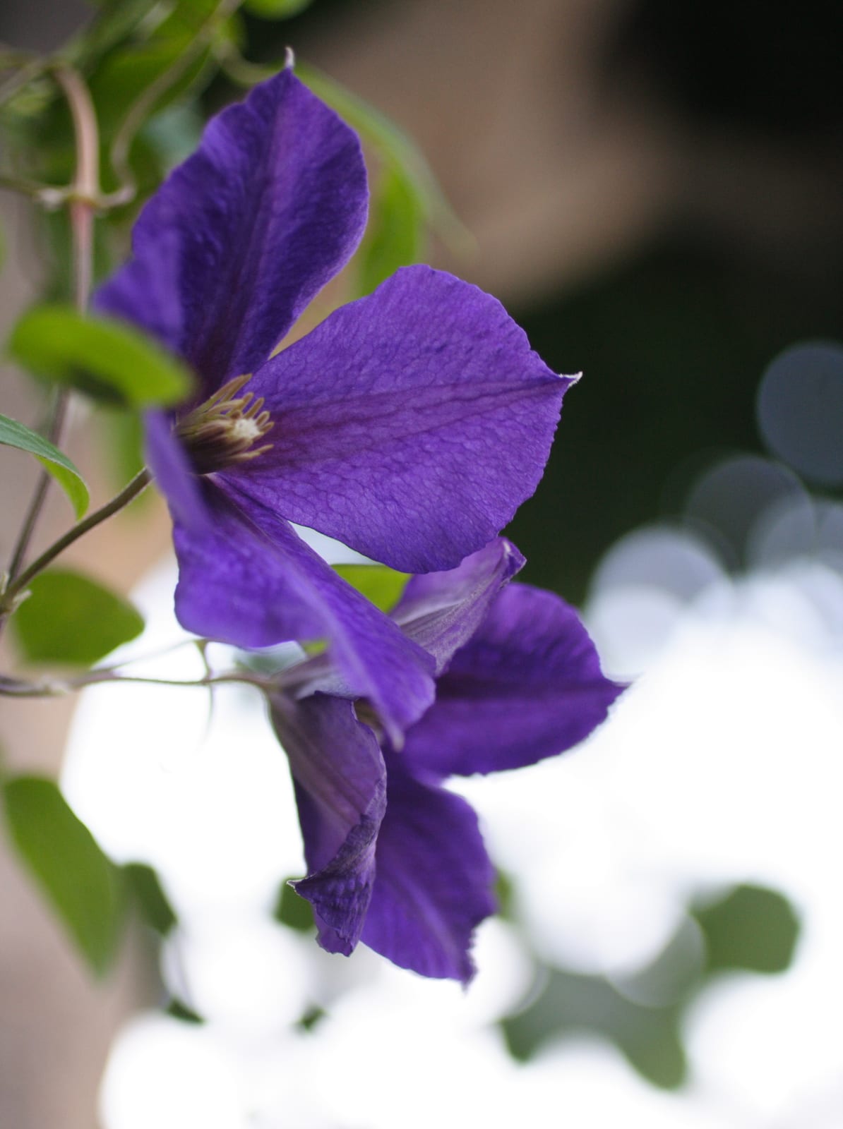 Clematis