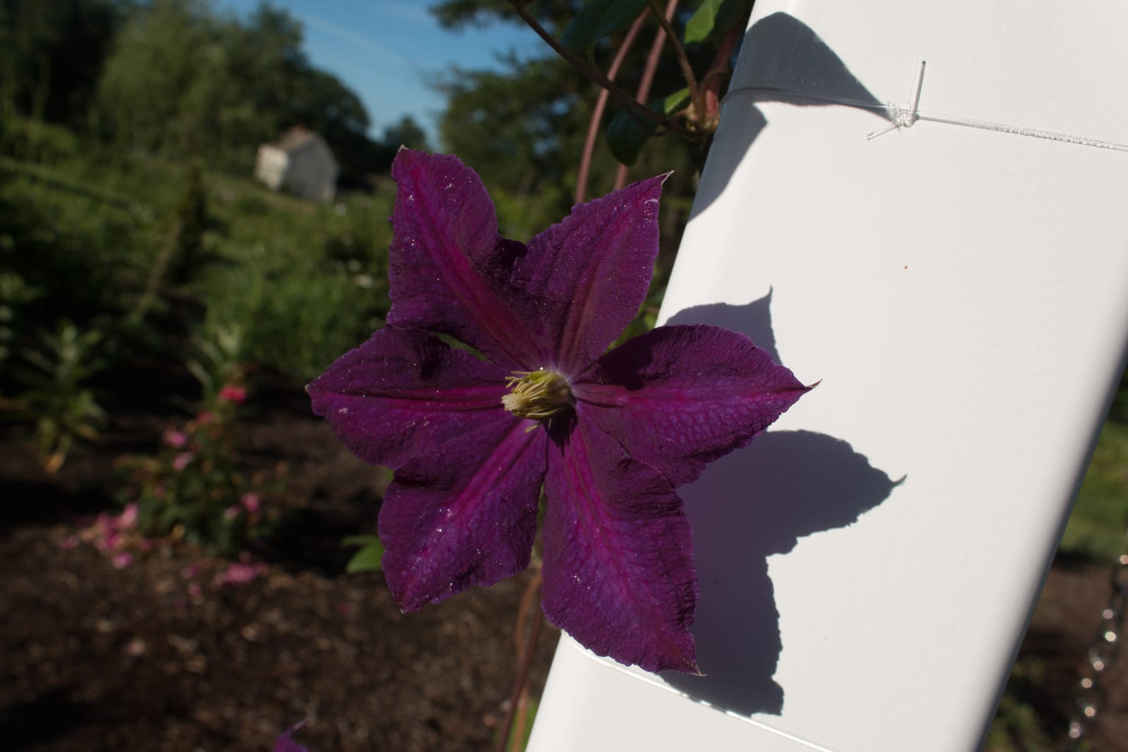 Clematis thumbnail 3