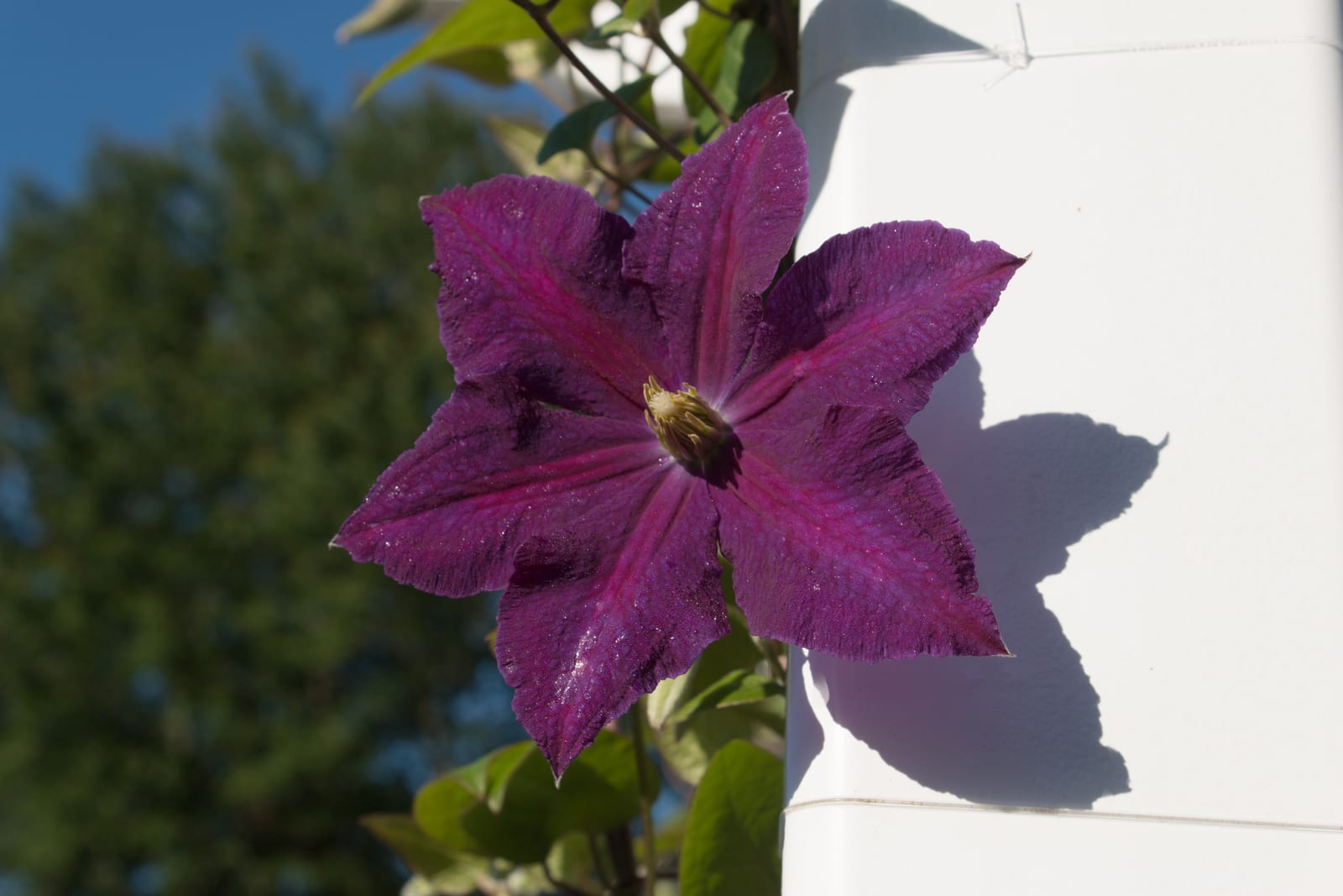 Clematis thumbnail 4
