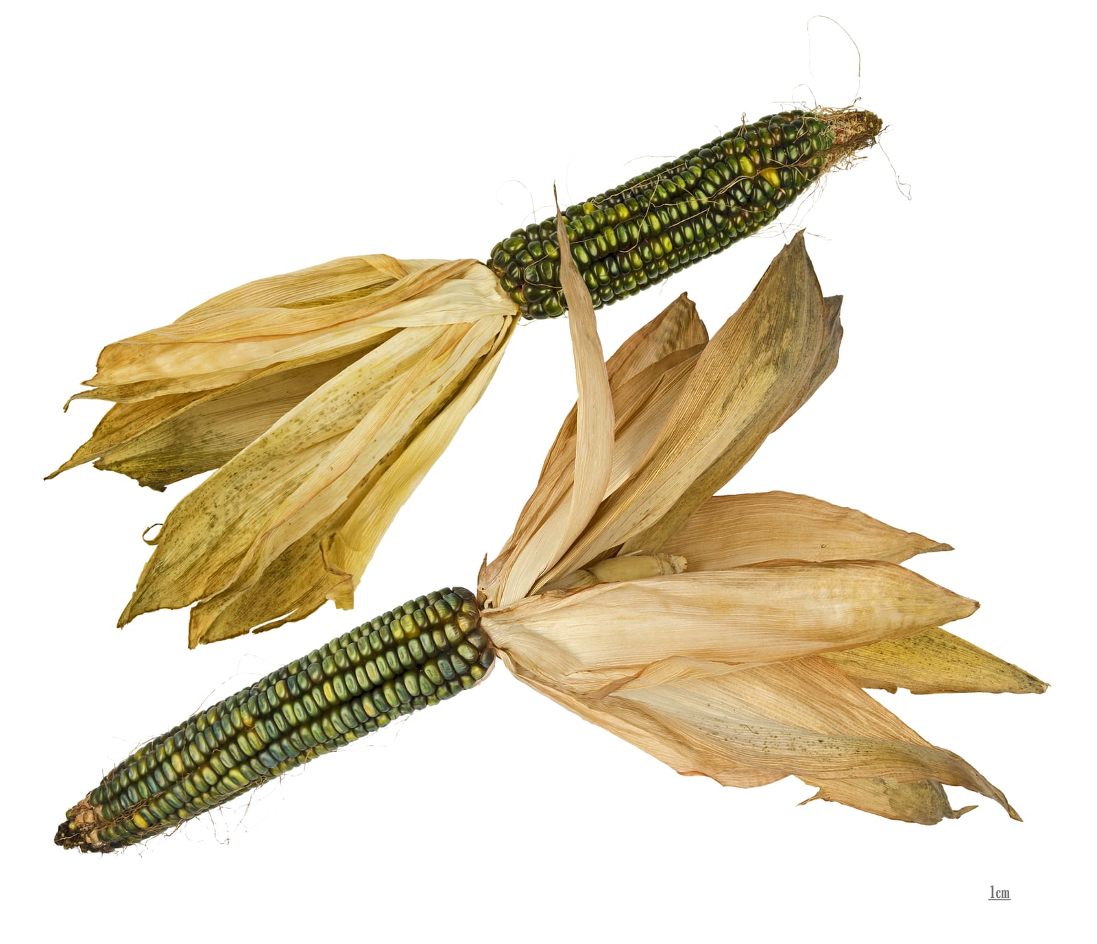 Corn thumbnail 2
