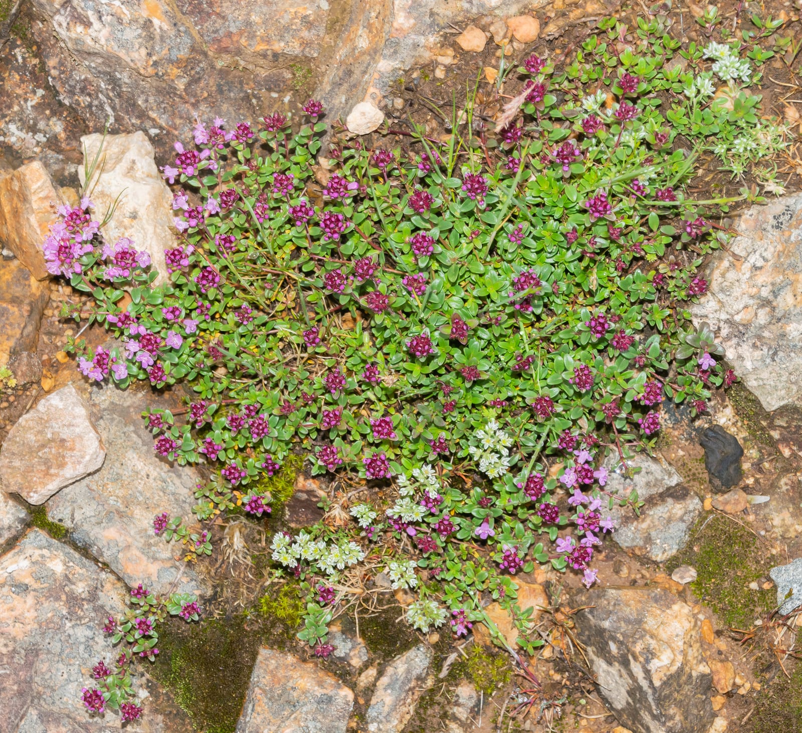Creeping Thyme thumbnail 3