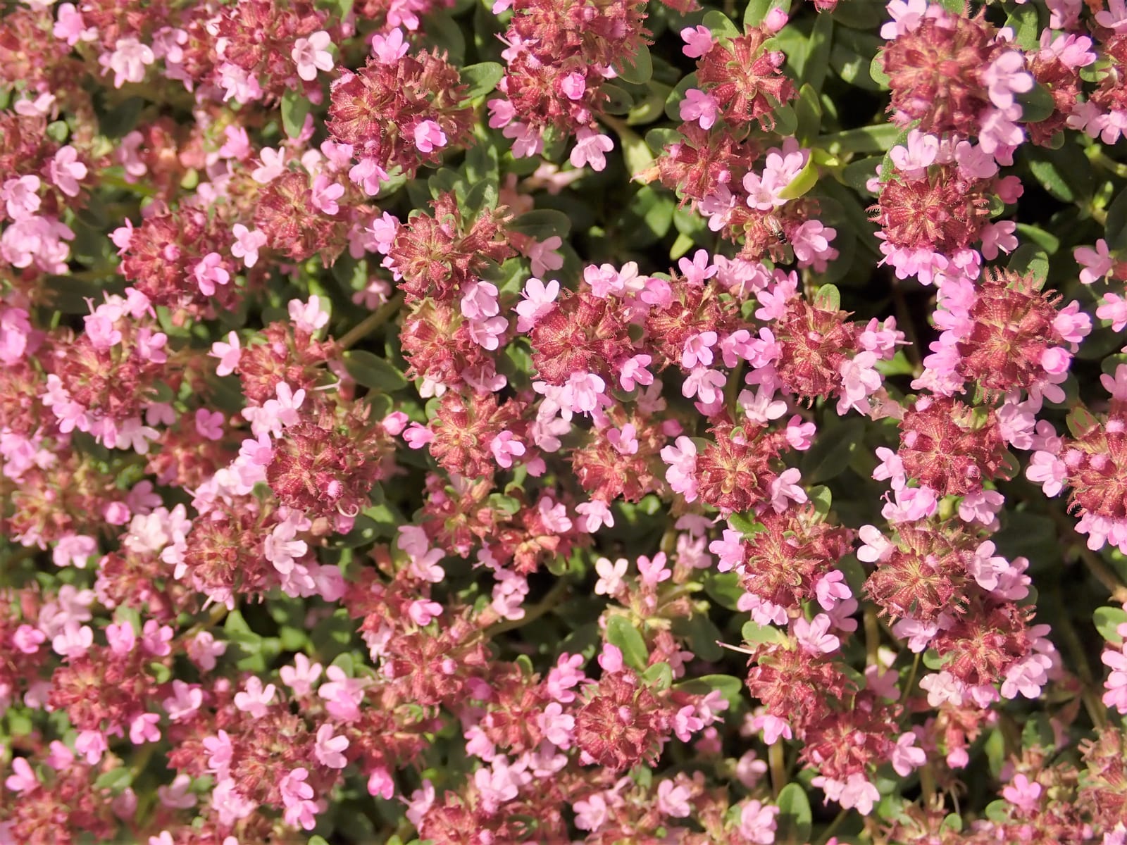 Creeping Thyme thumbnail 4