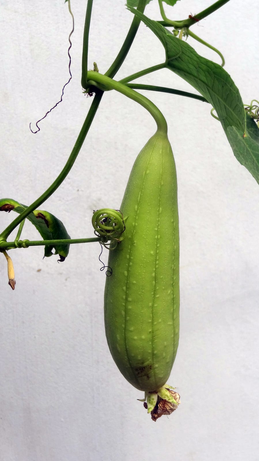Cucumber thumbnail 4