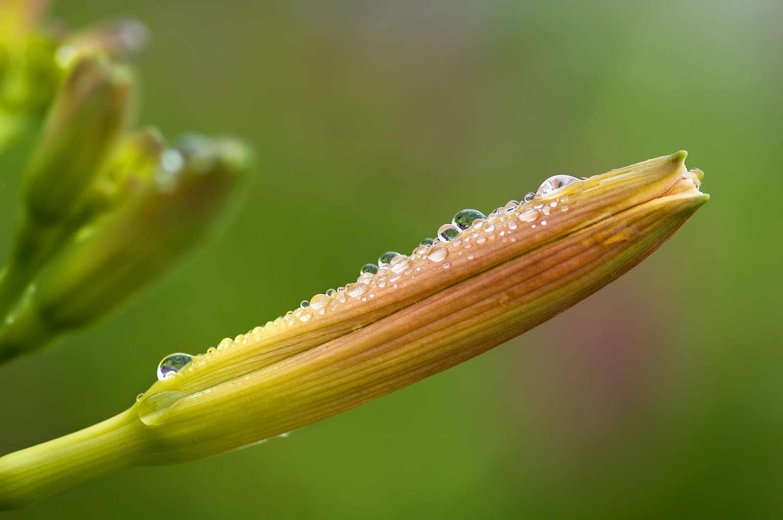 Daylily thumbnail 3