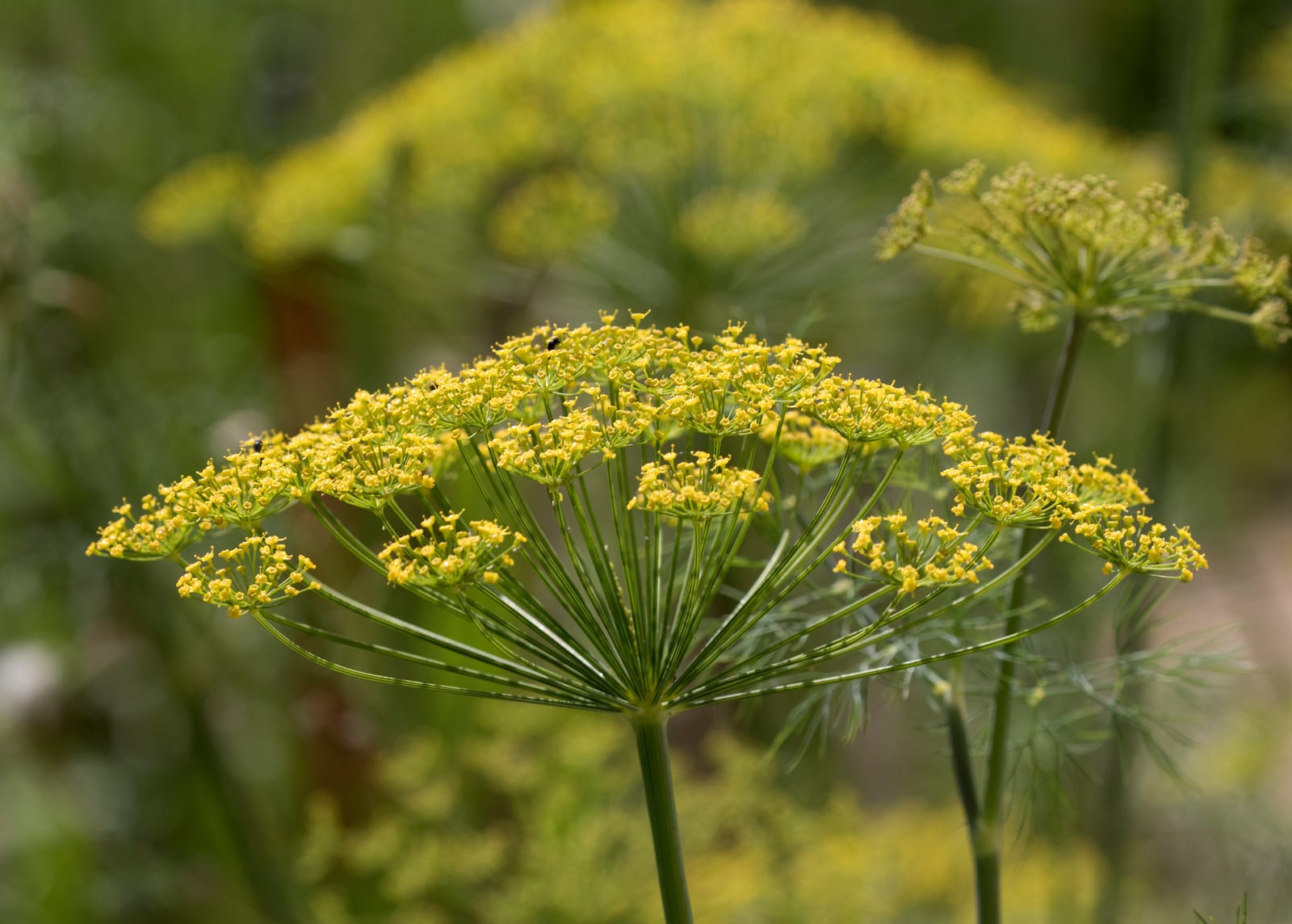 Dill