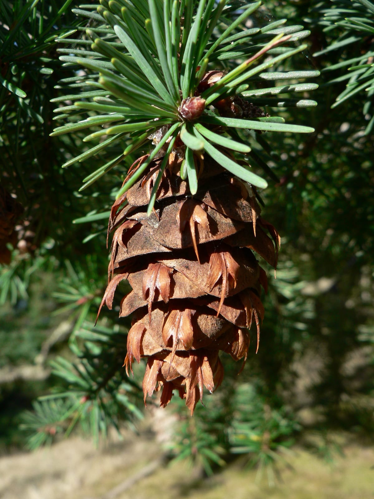 Douglas Fir thumbnail 2