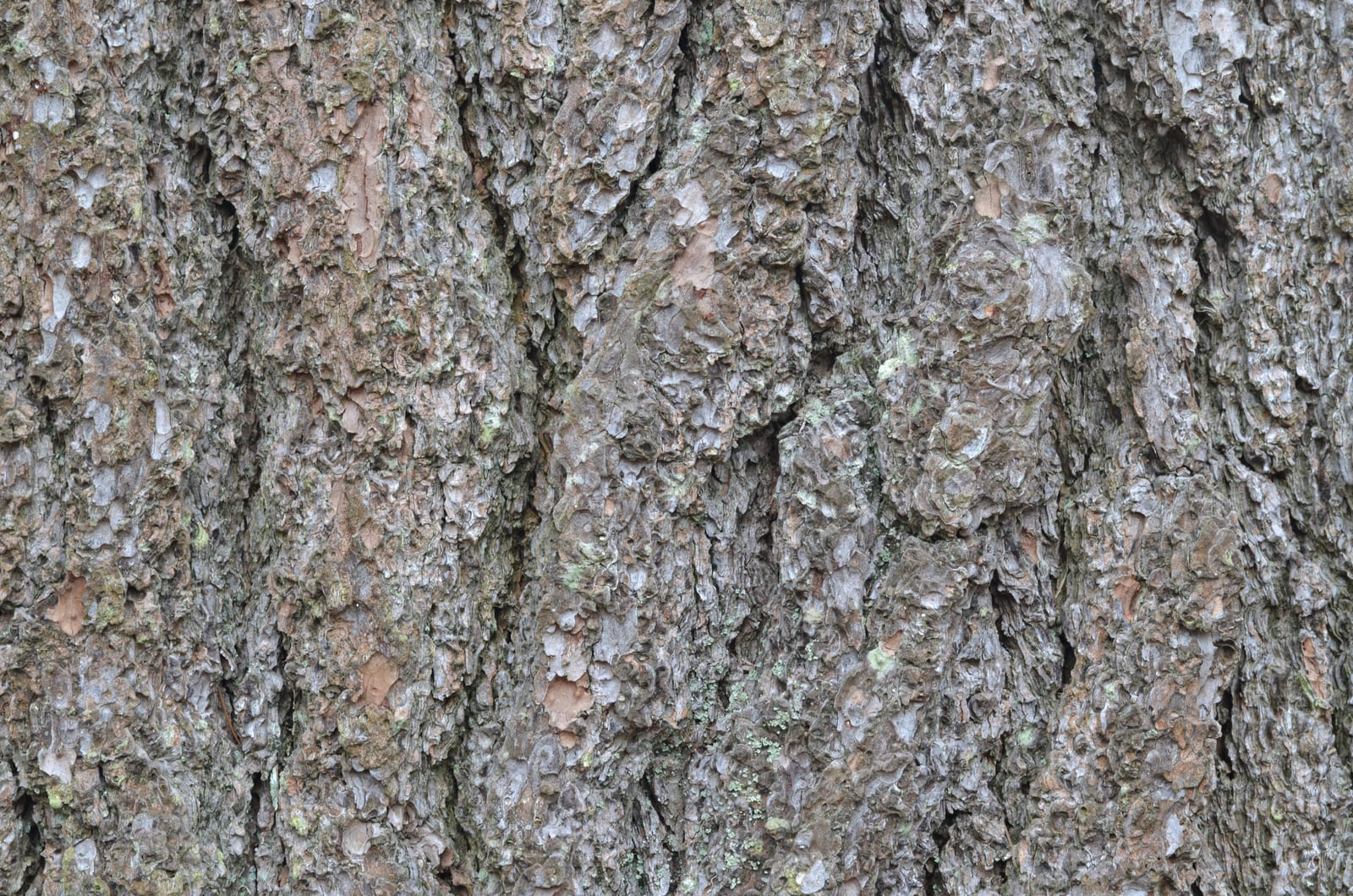 Eastern White Pine