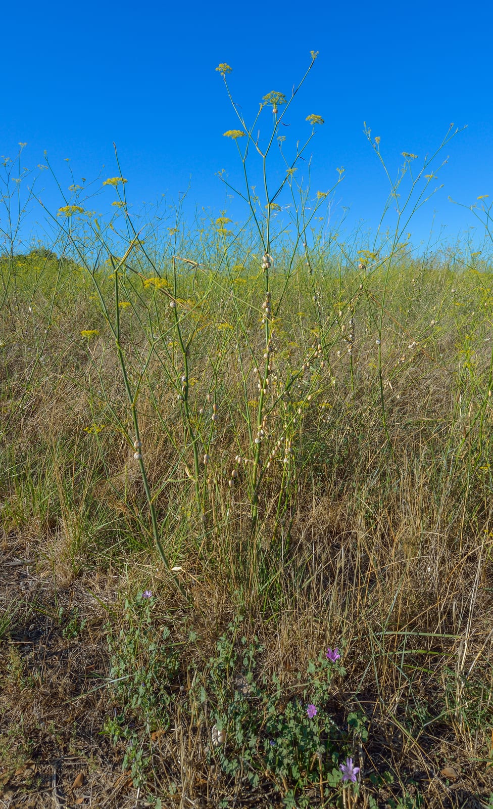 Fennel thumbnail 2