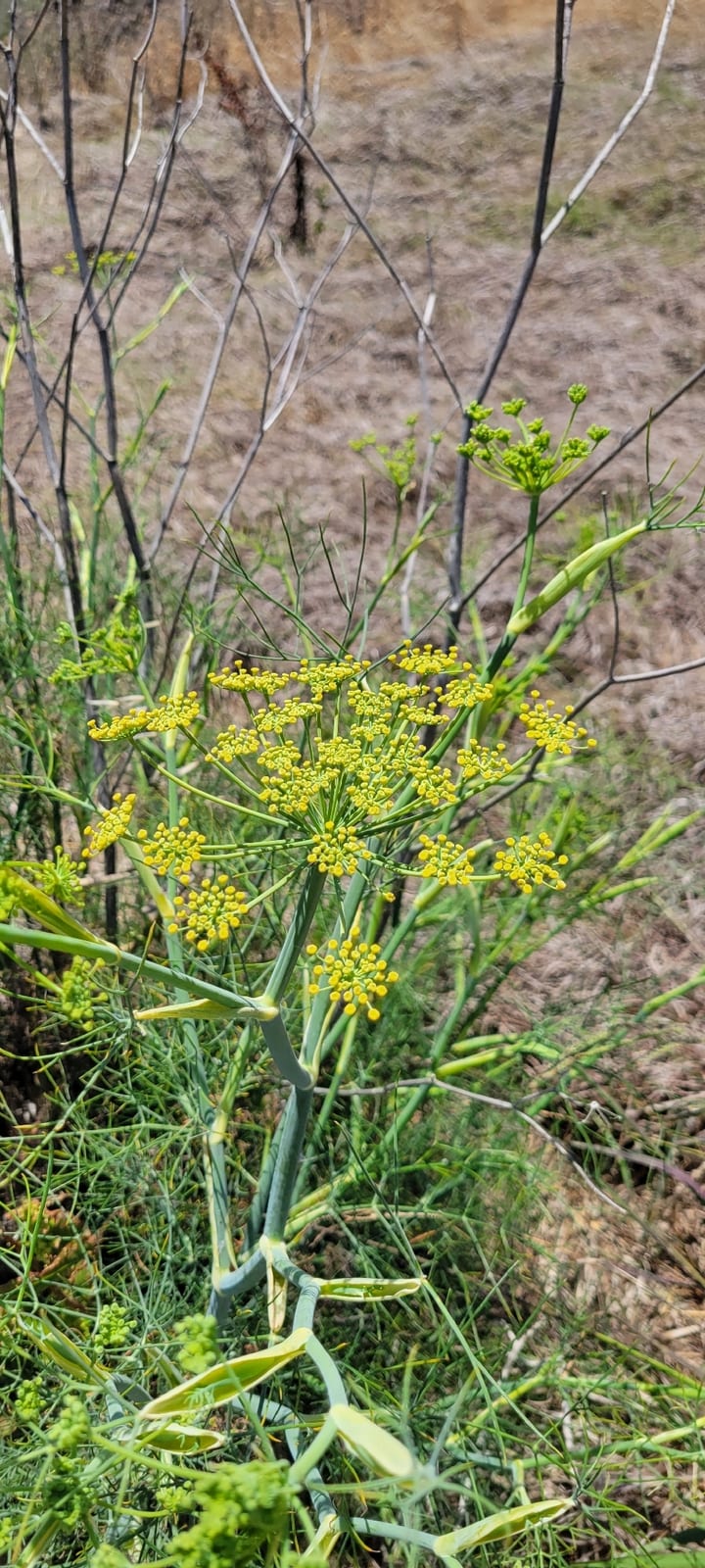 Fennel thumbnail 4