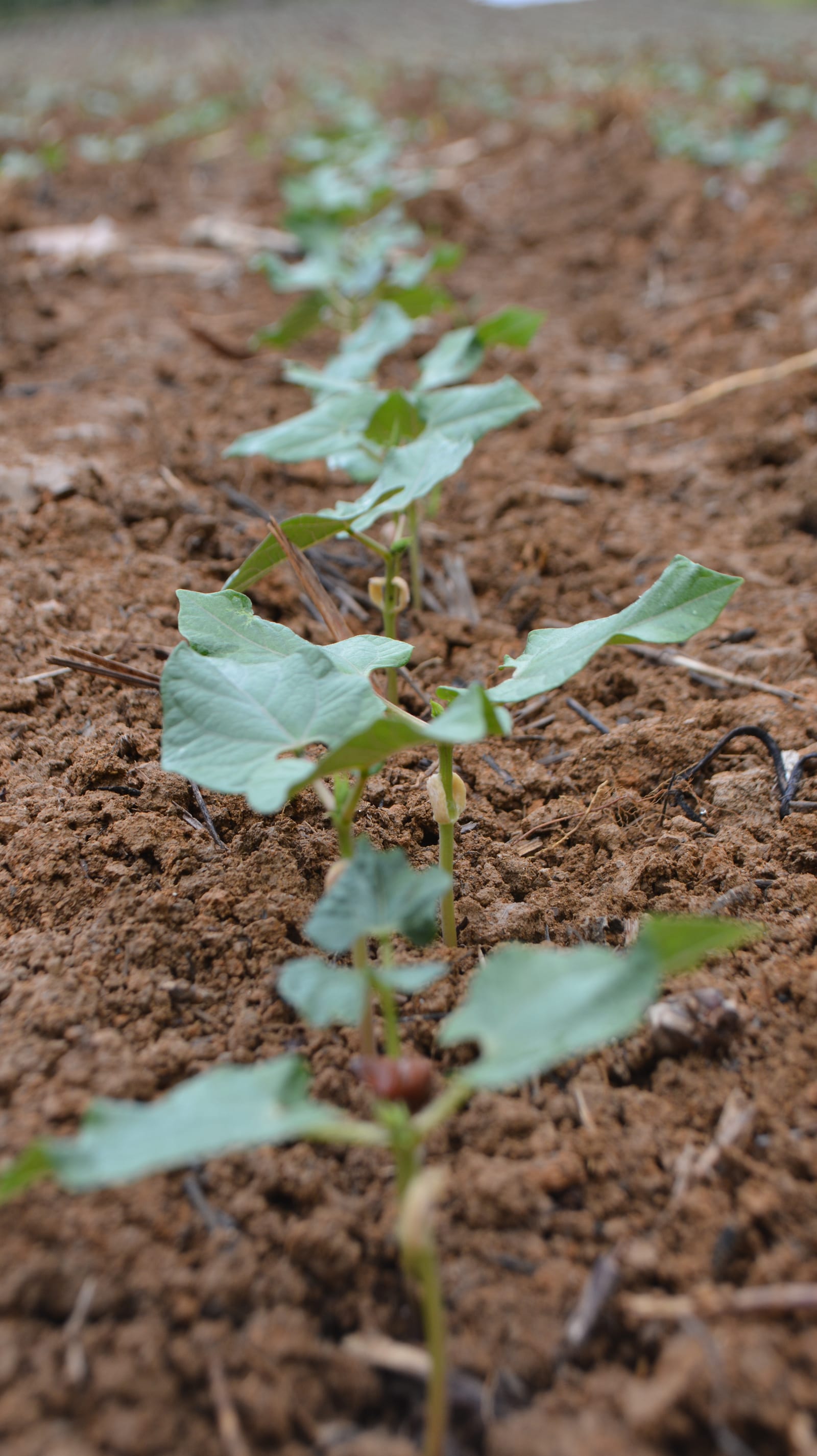 Green Bean thumbnail 3