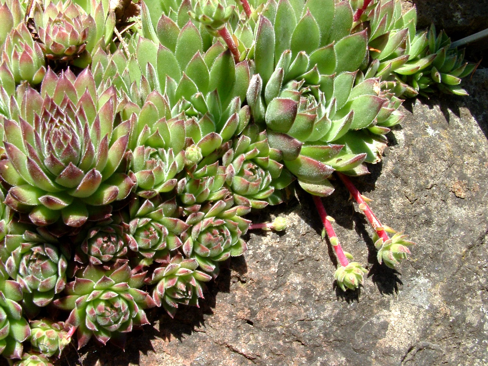 Hens and Chicks thumbnail 3