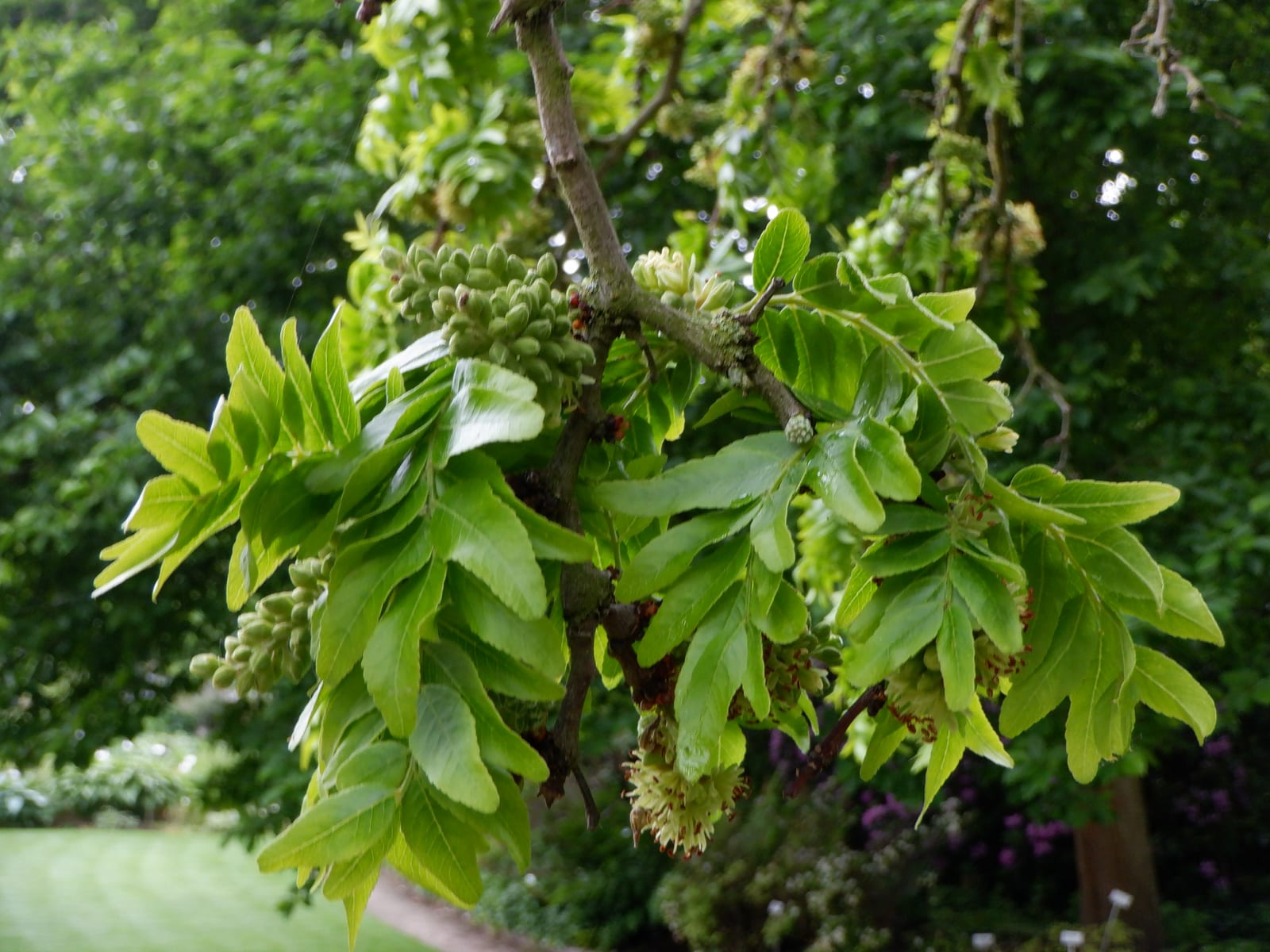 Honeylocust thumbnail 2