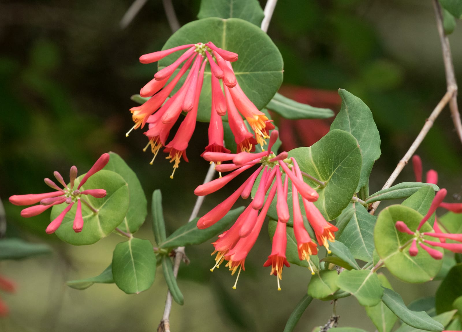 Honeysuckle thumbnail 4