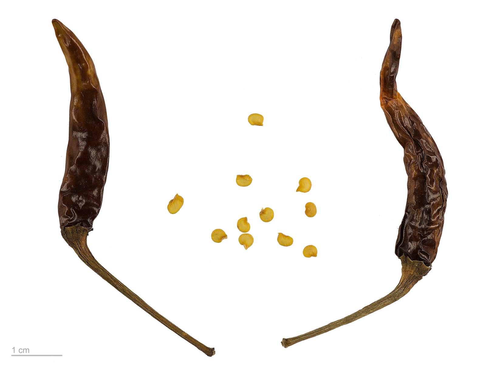 Hot Pepper thumbnail 3