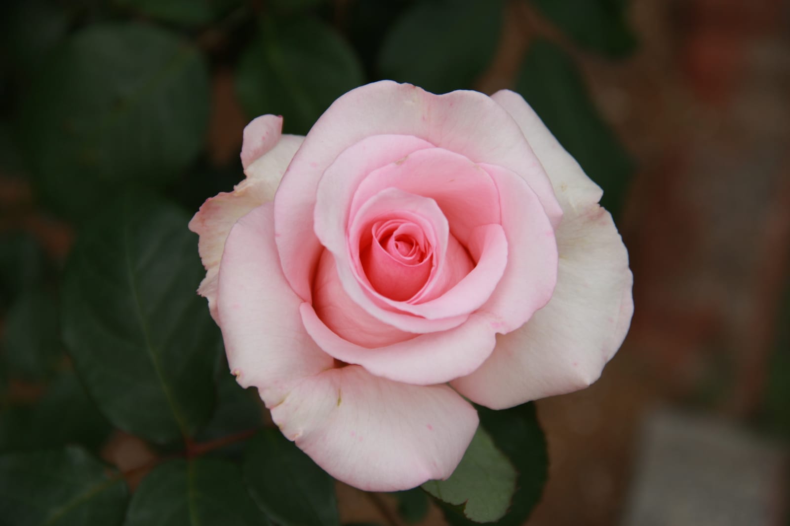 Hybrid Tea Rose thumbnail 3