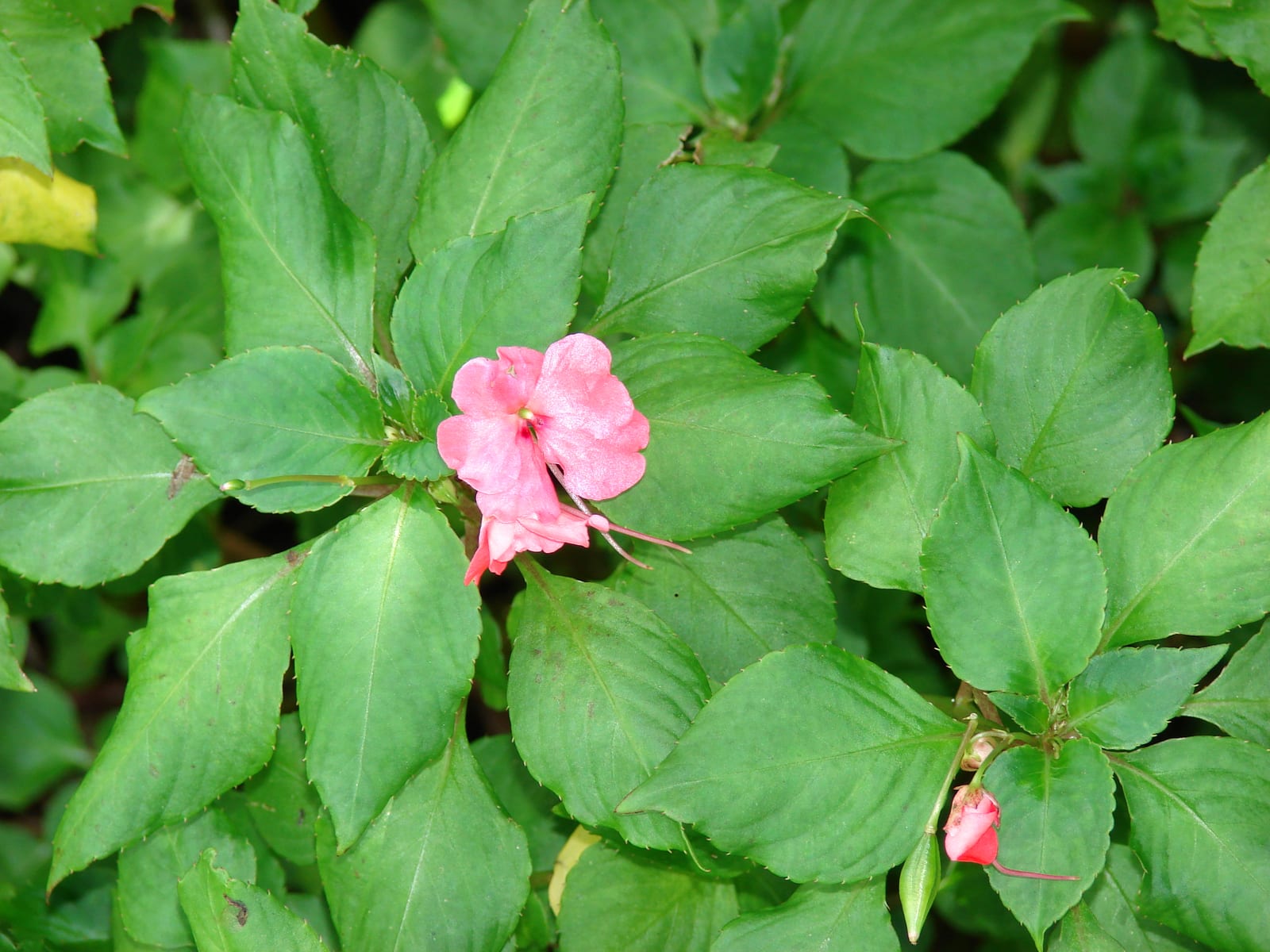 Impatiens thumbnail 3