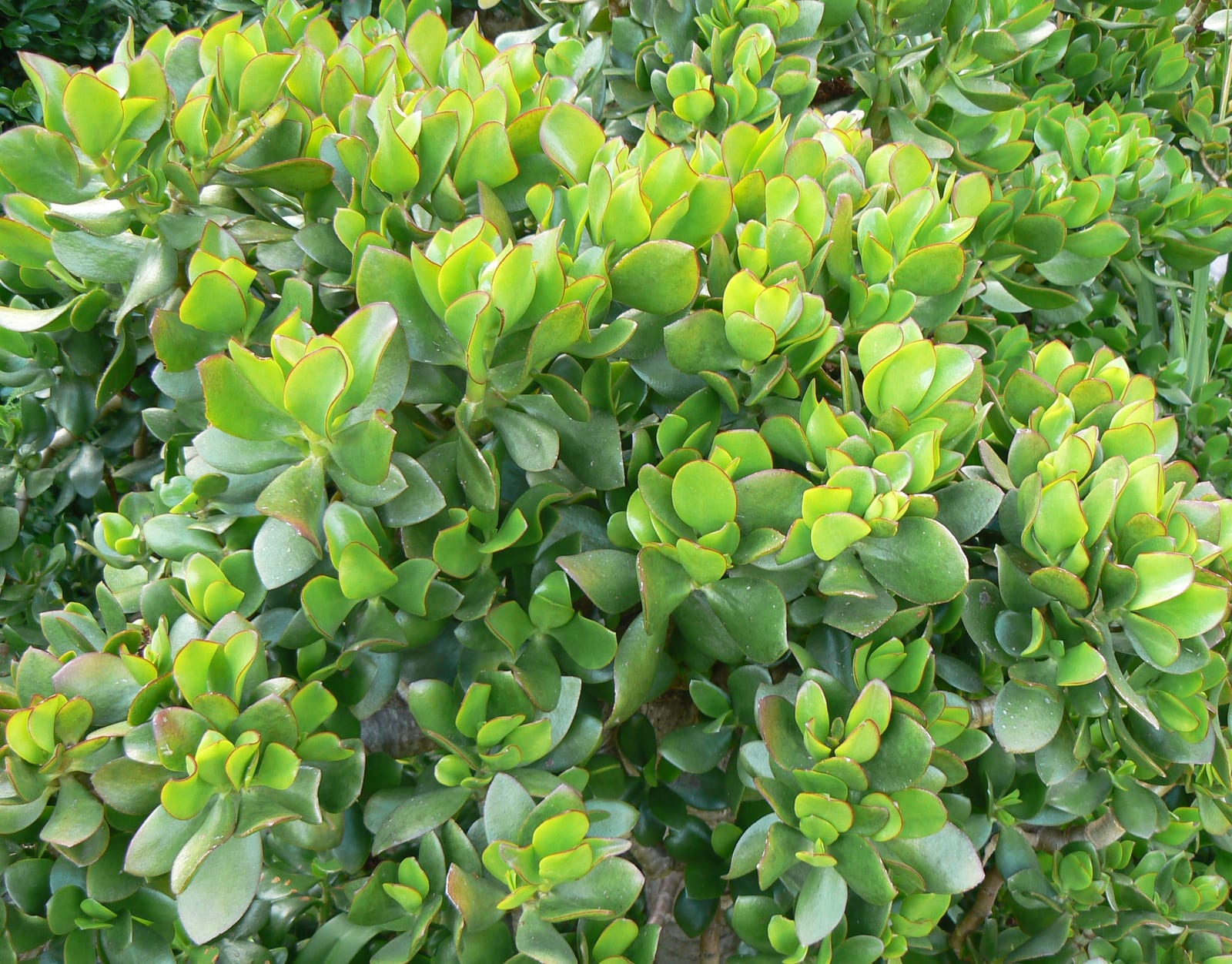 Jade Plant thumbnail 3