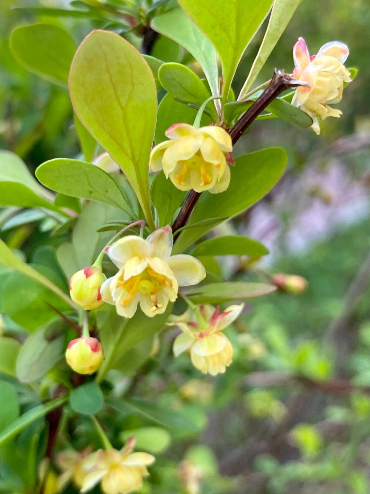 Japanese Barberry thumbnail 2