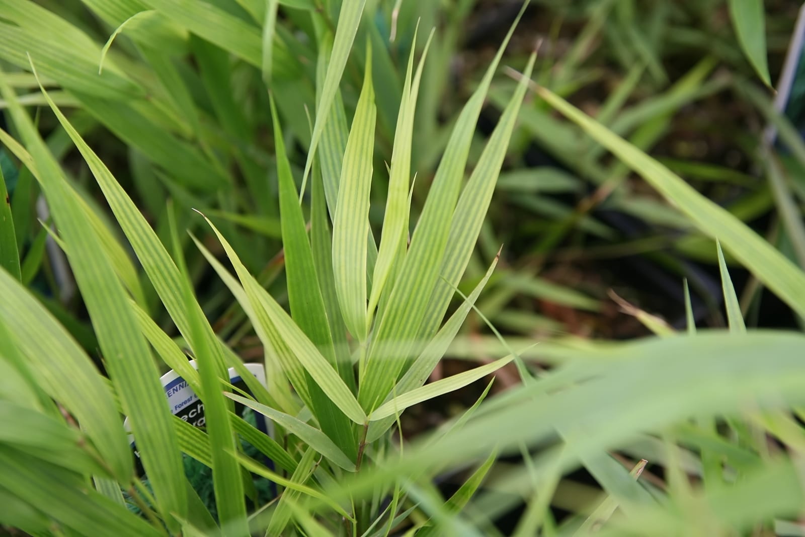 Japanese Forest Grass