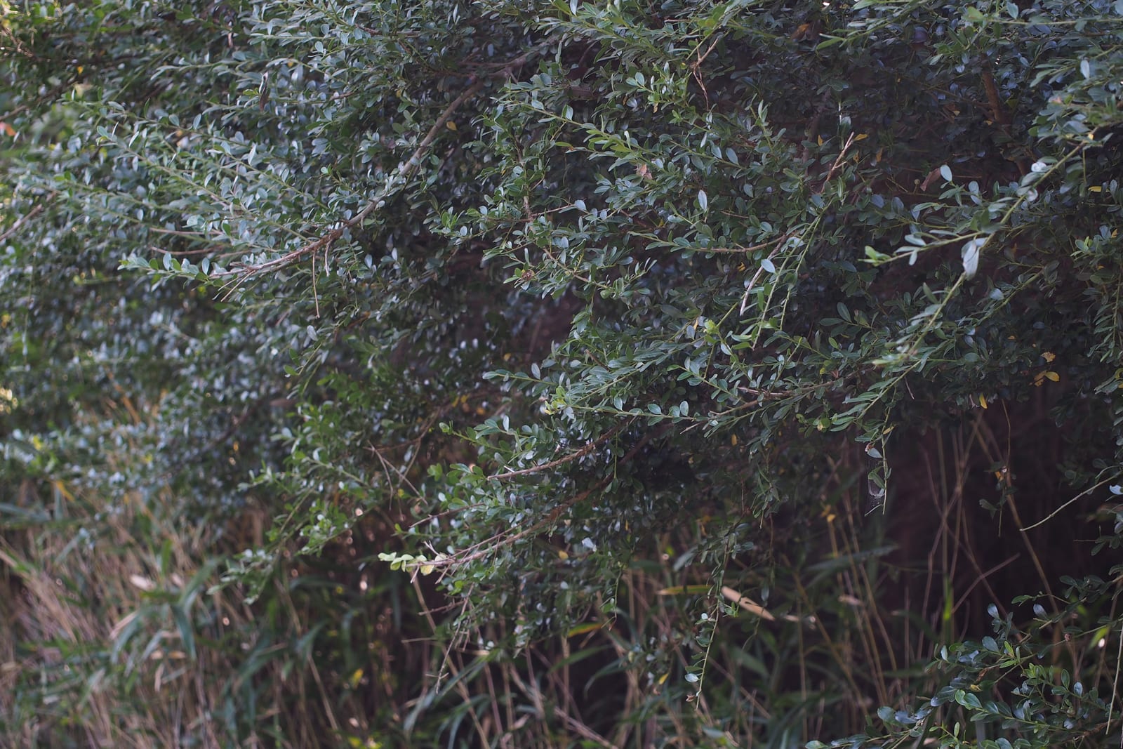 Japanese Holly thumbnail 4