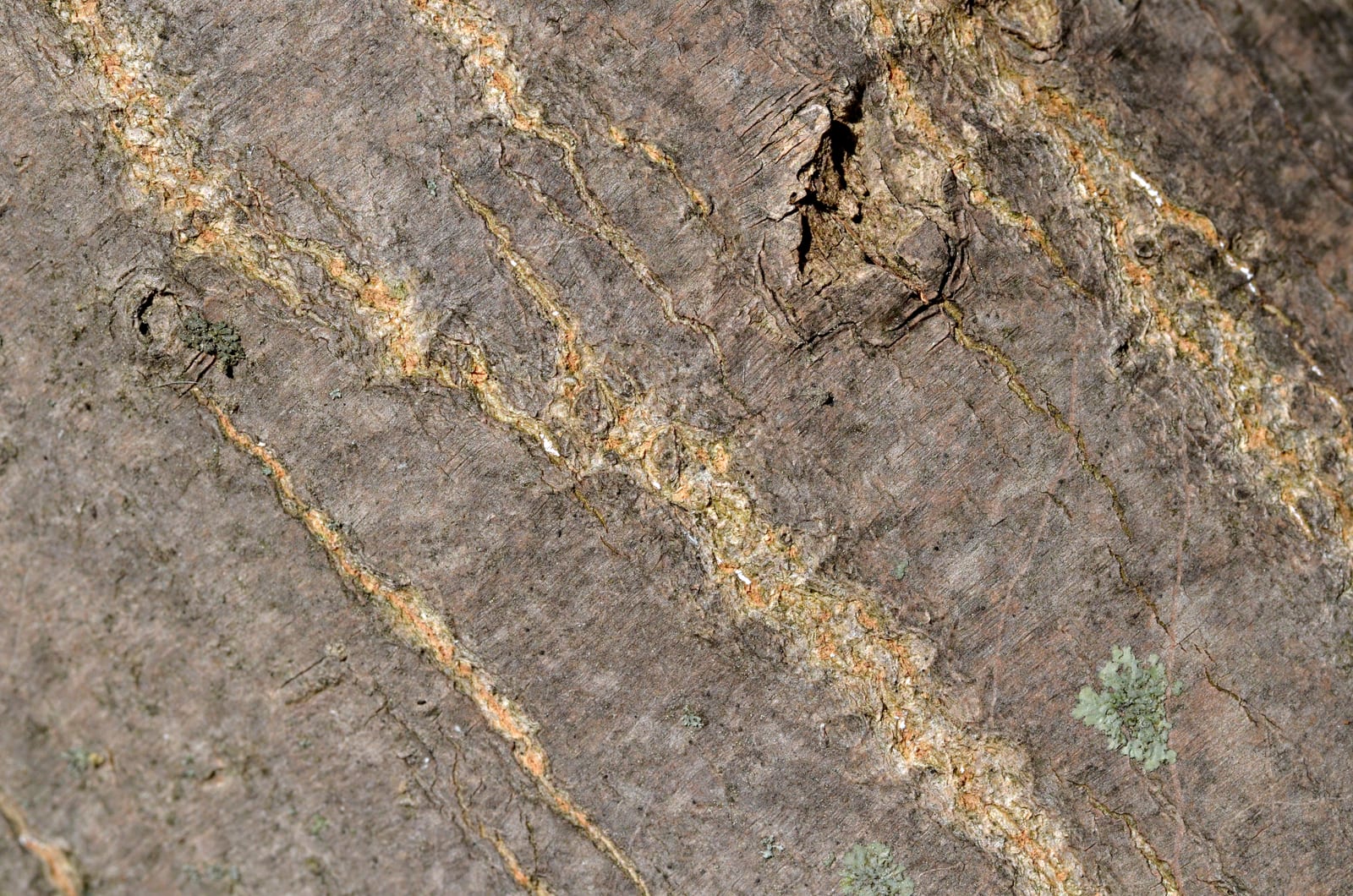 Japanese Maple thumbnail 2