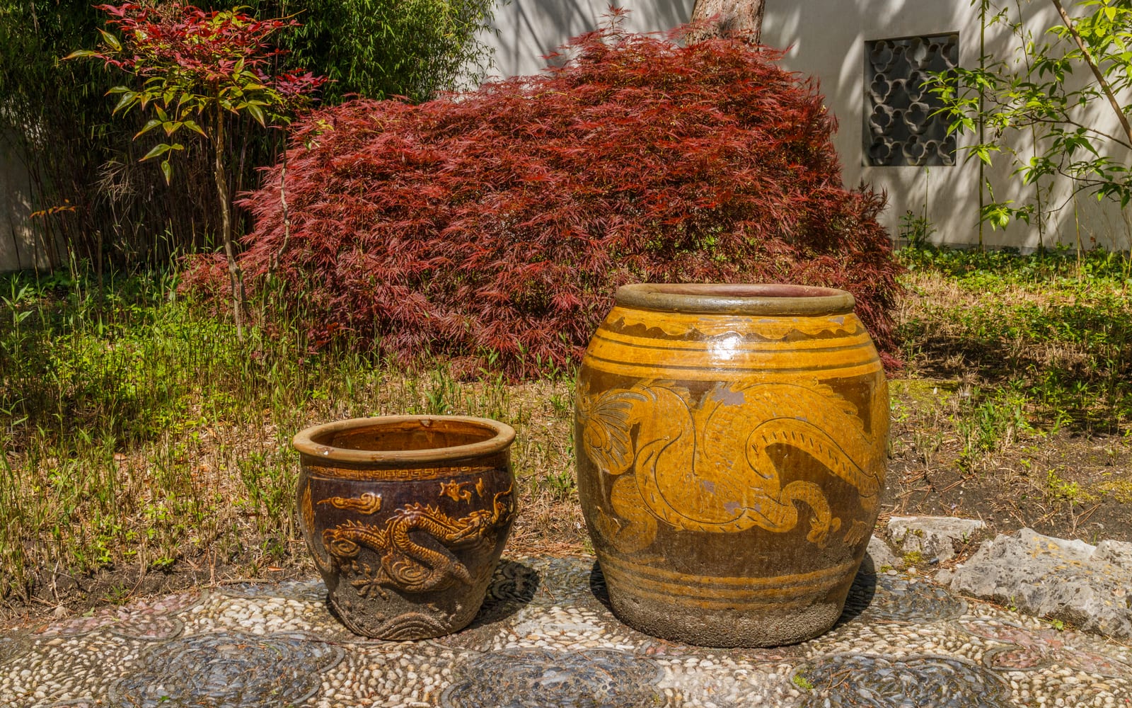 Japanese Maple thumbnail 4