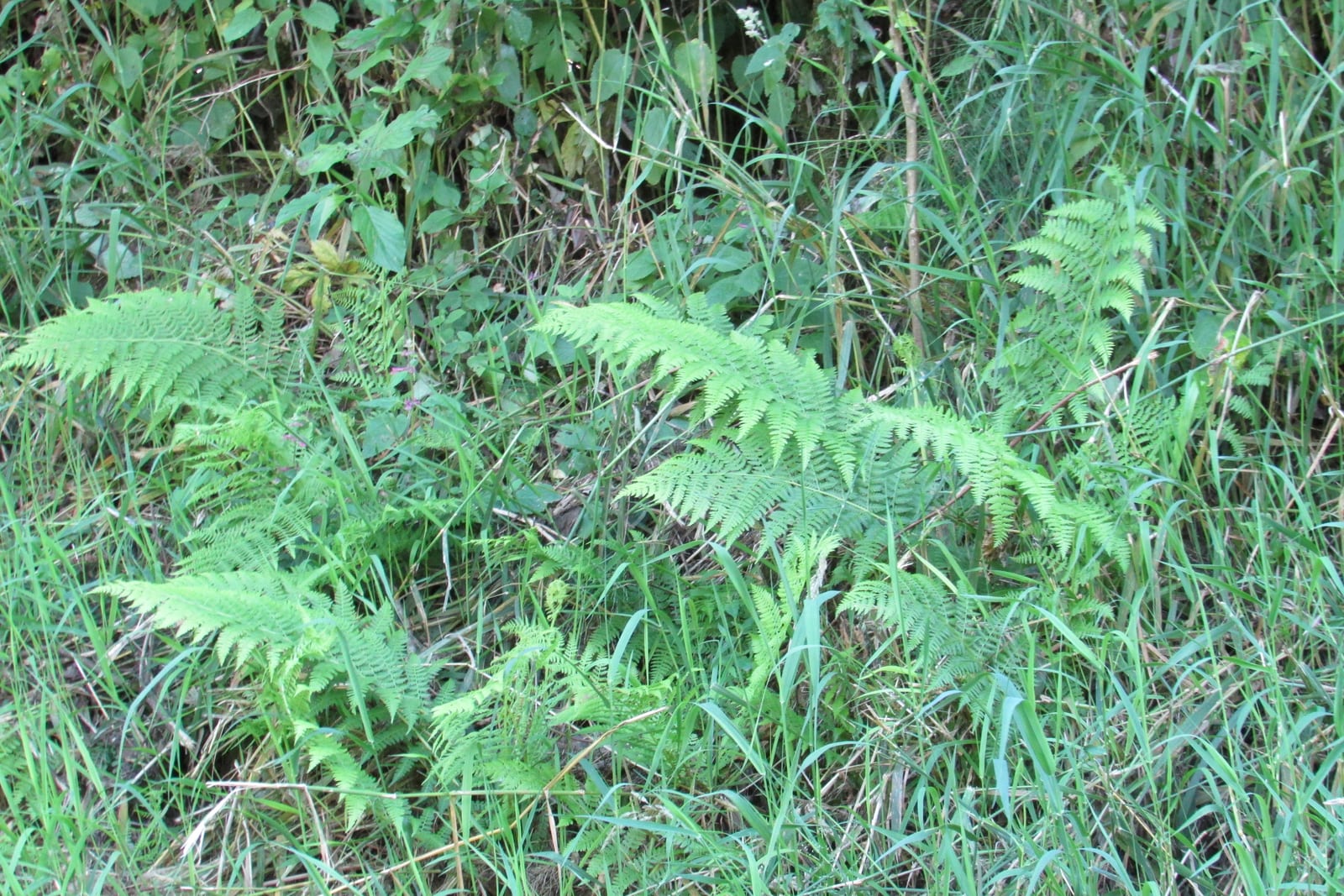 Lady Fern thumbnail 2