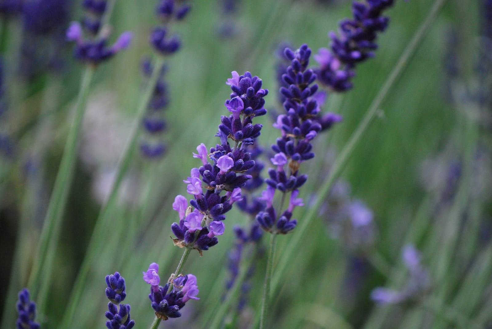 Lavender thumbnail 3