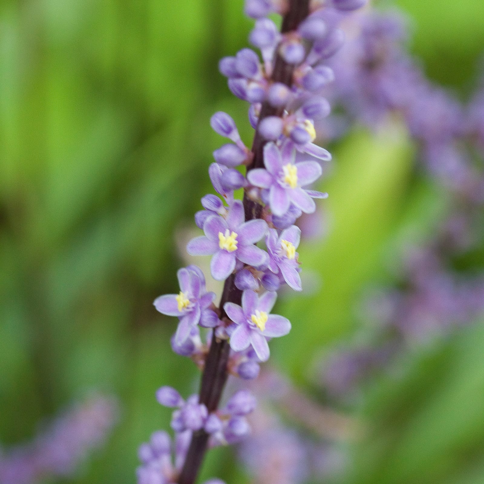 Liriope (Lily Turf)
