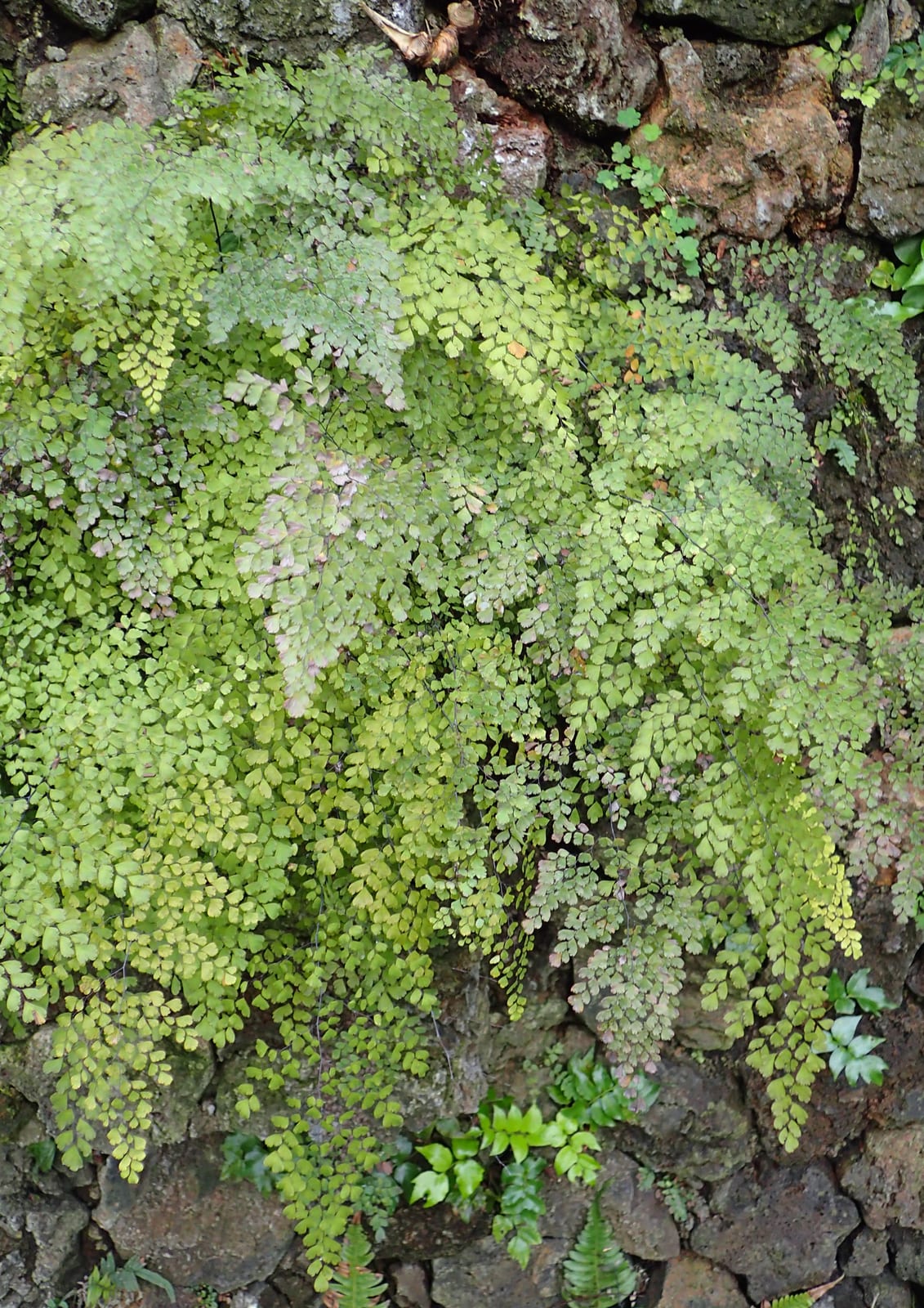 Maidenhair Fern thumbnail 2