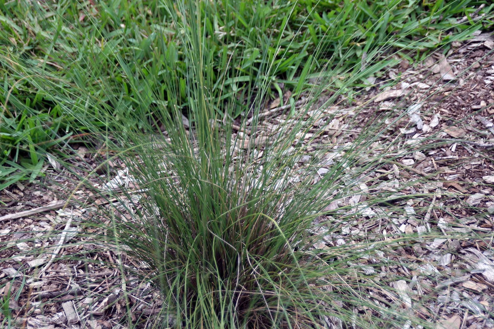 Muhly Grass thumbnail 4