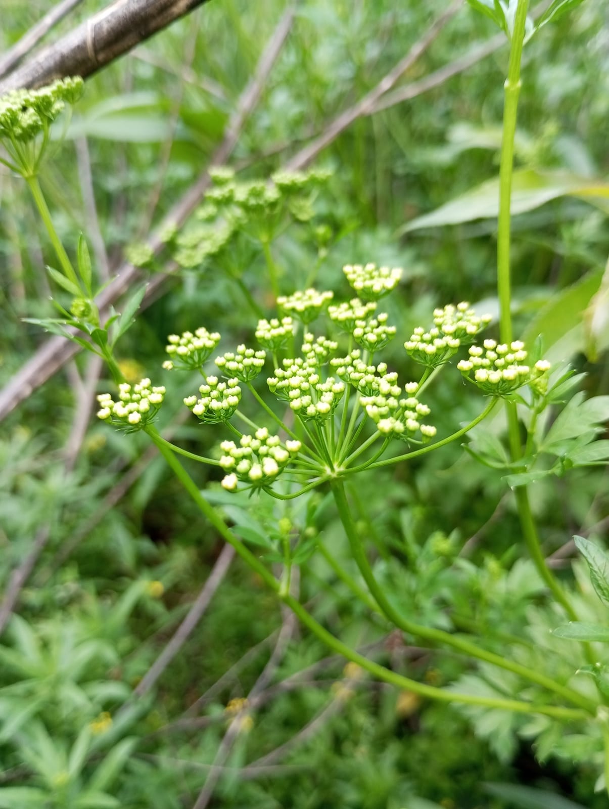 Parsley thumbnail 3