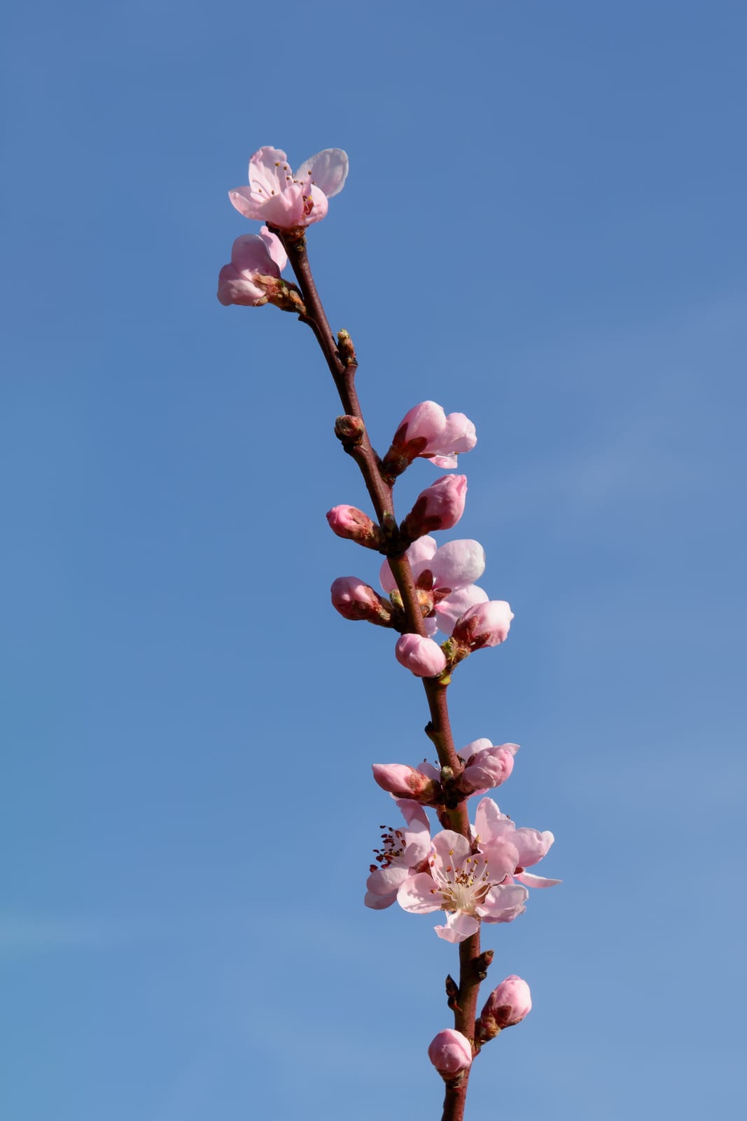 Peach Tree thumbnail 2